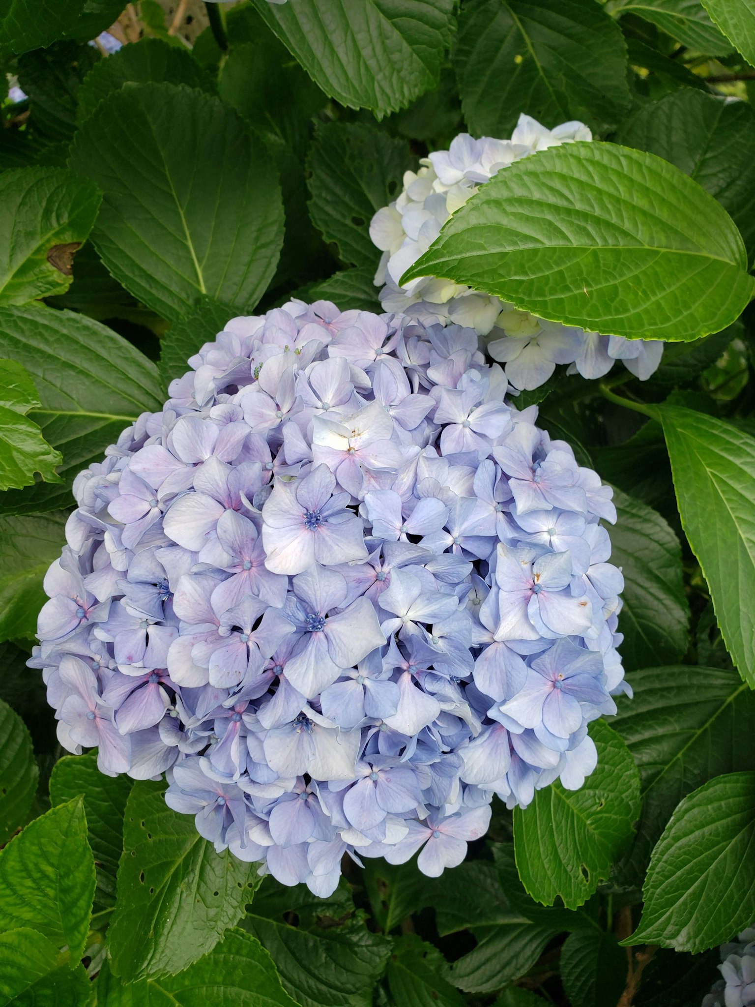 ช่อดอกไฮเดรนเยียสีน้ำเงินกับใบเขียว