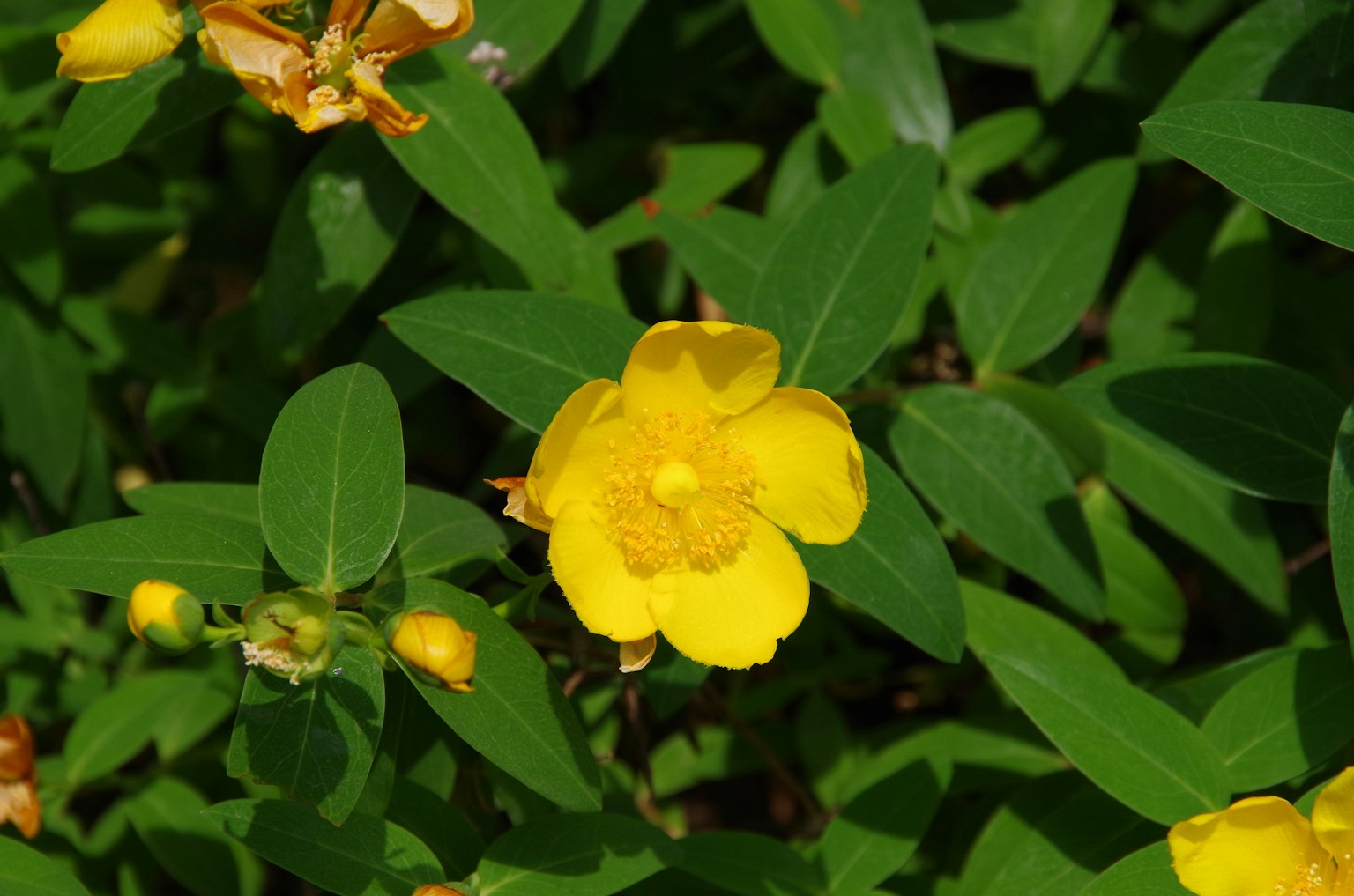Primo piano di un fiore giallo con foglie verdi
