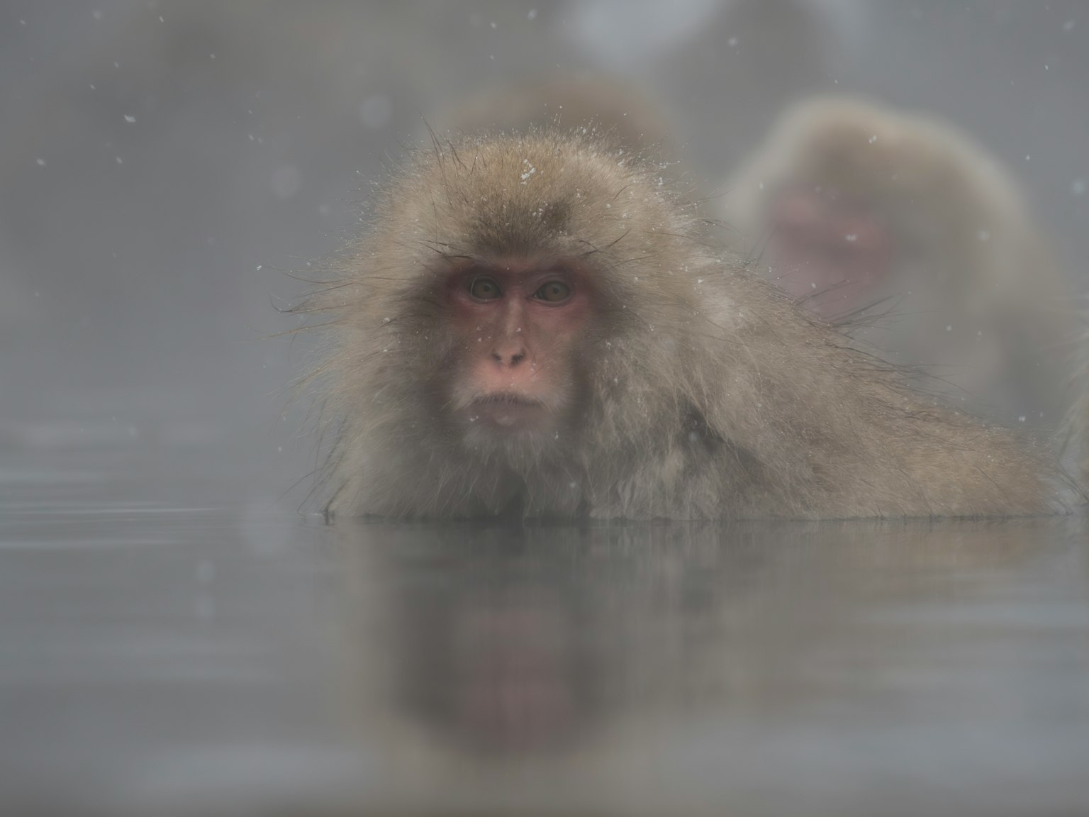 Gros plan sur le visage d'un singe partiellement immergé dans l'eau avec des singes en arrière-plan flou