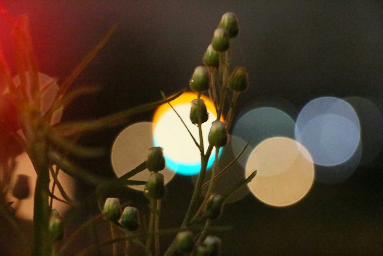 夜の背景にぼやけた光と緑の植物のつぼみ