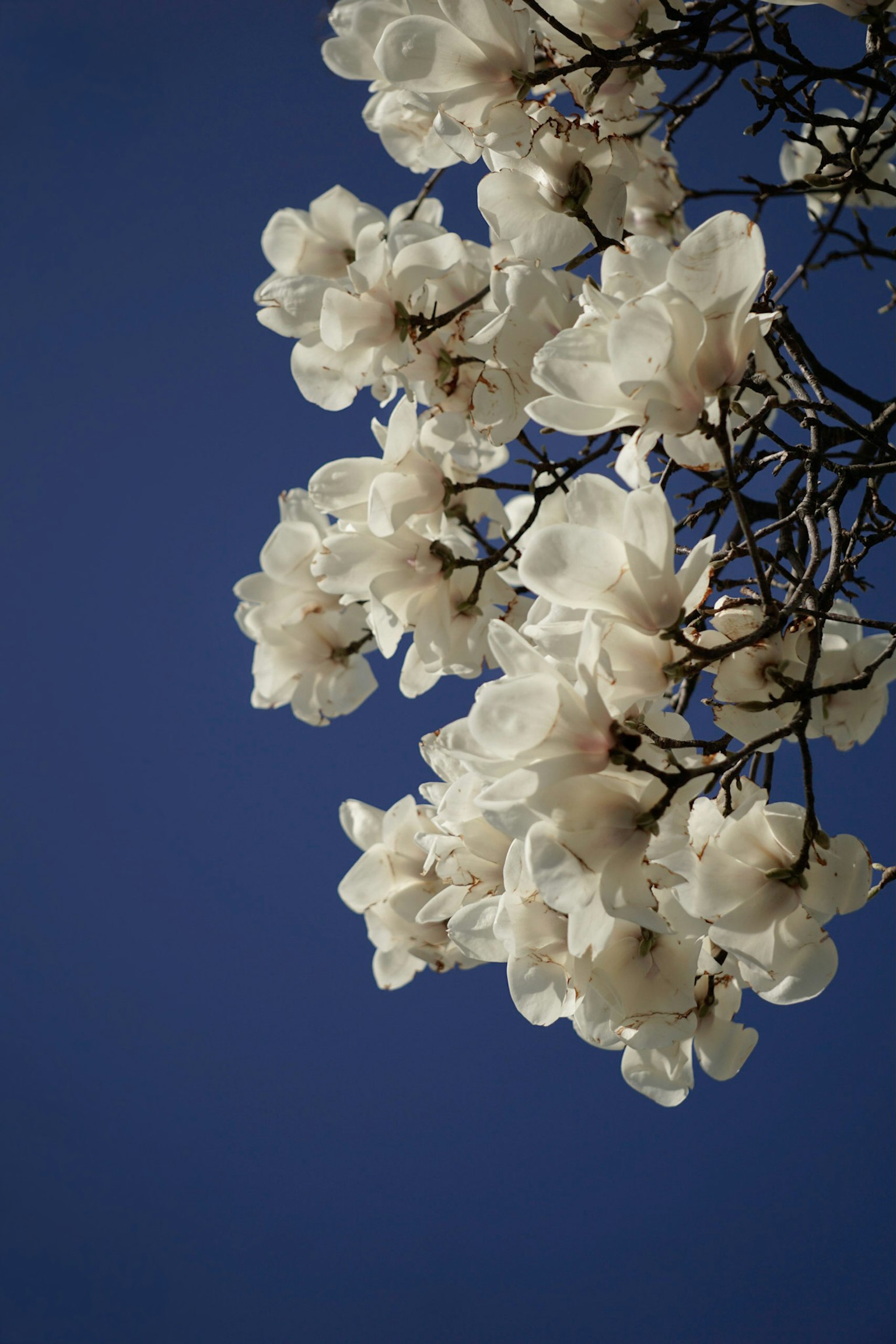 Branch with white flowers against a blue sky