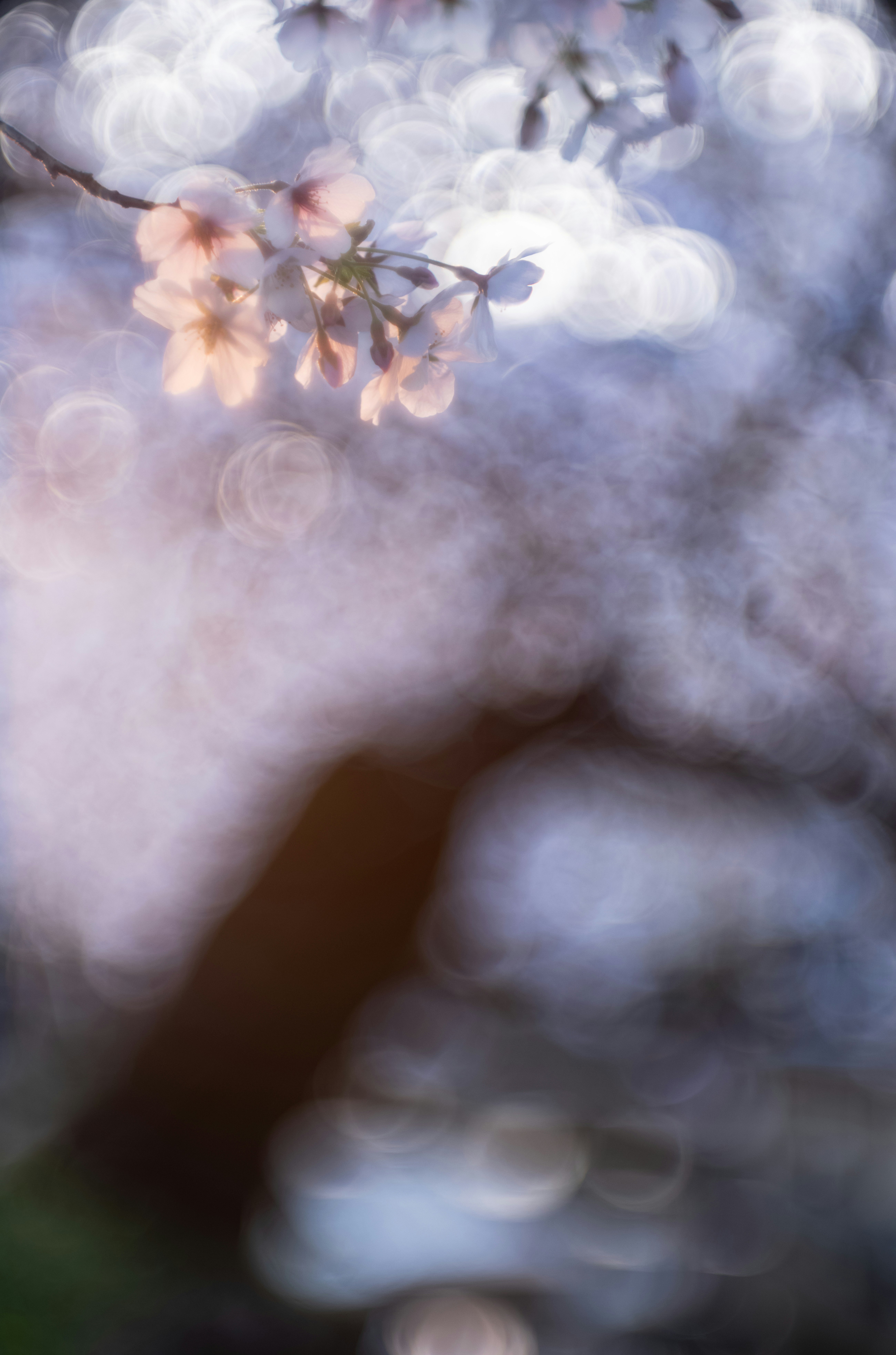 ぼかしの中に桜の花が見える柔らかな色合いの画像