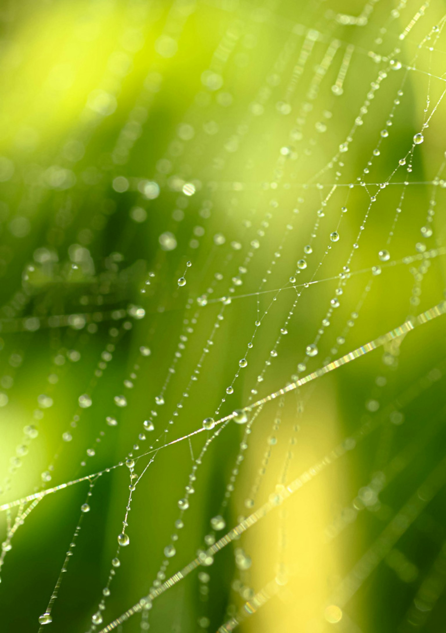 Primo piano di una ragnatela con gocce d'acqua su uno sfondo verde