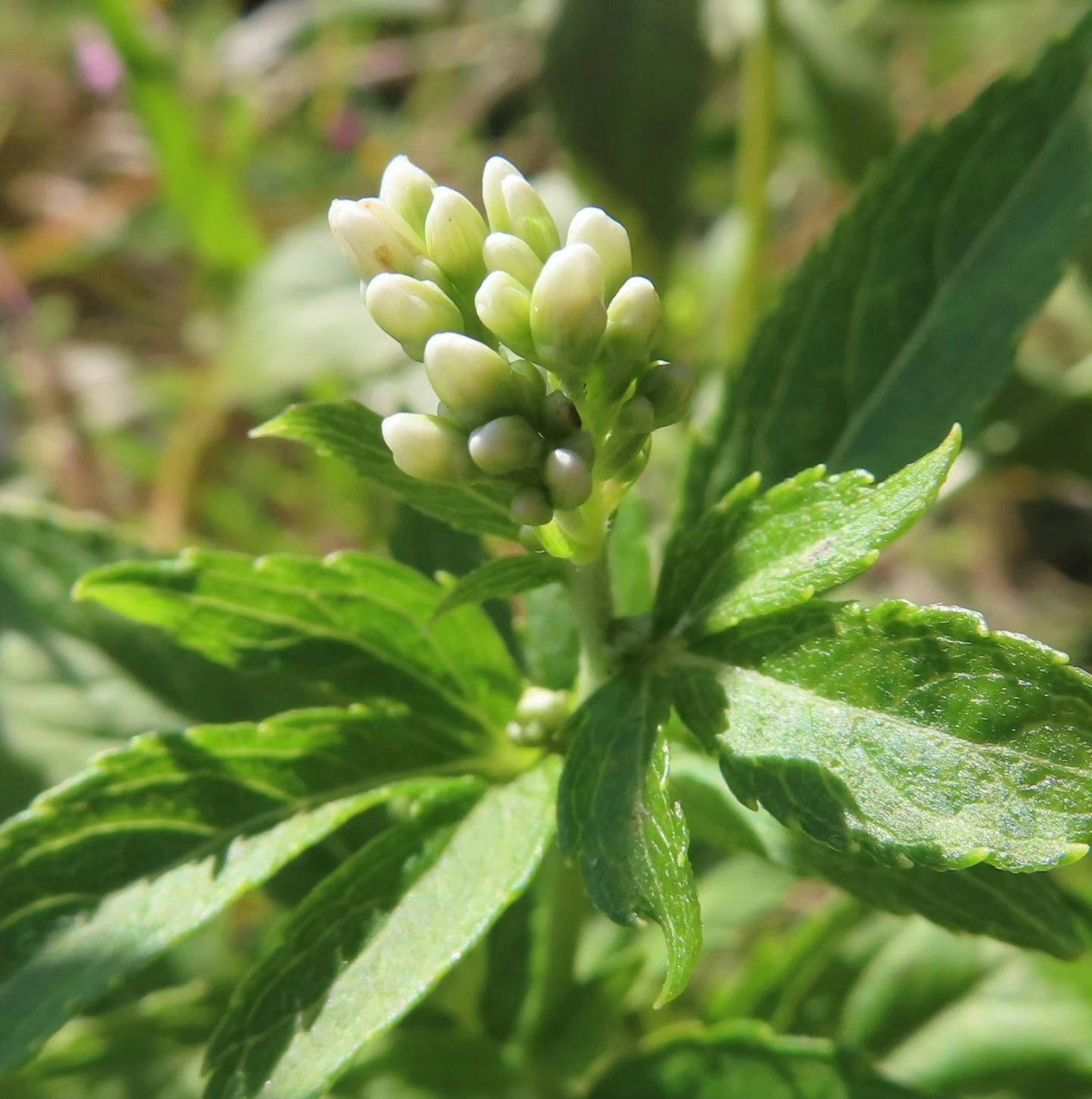 Gros plan d'une plante avec des boutons floraux blancs et des feuilles vertes