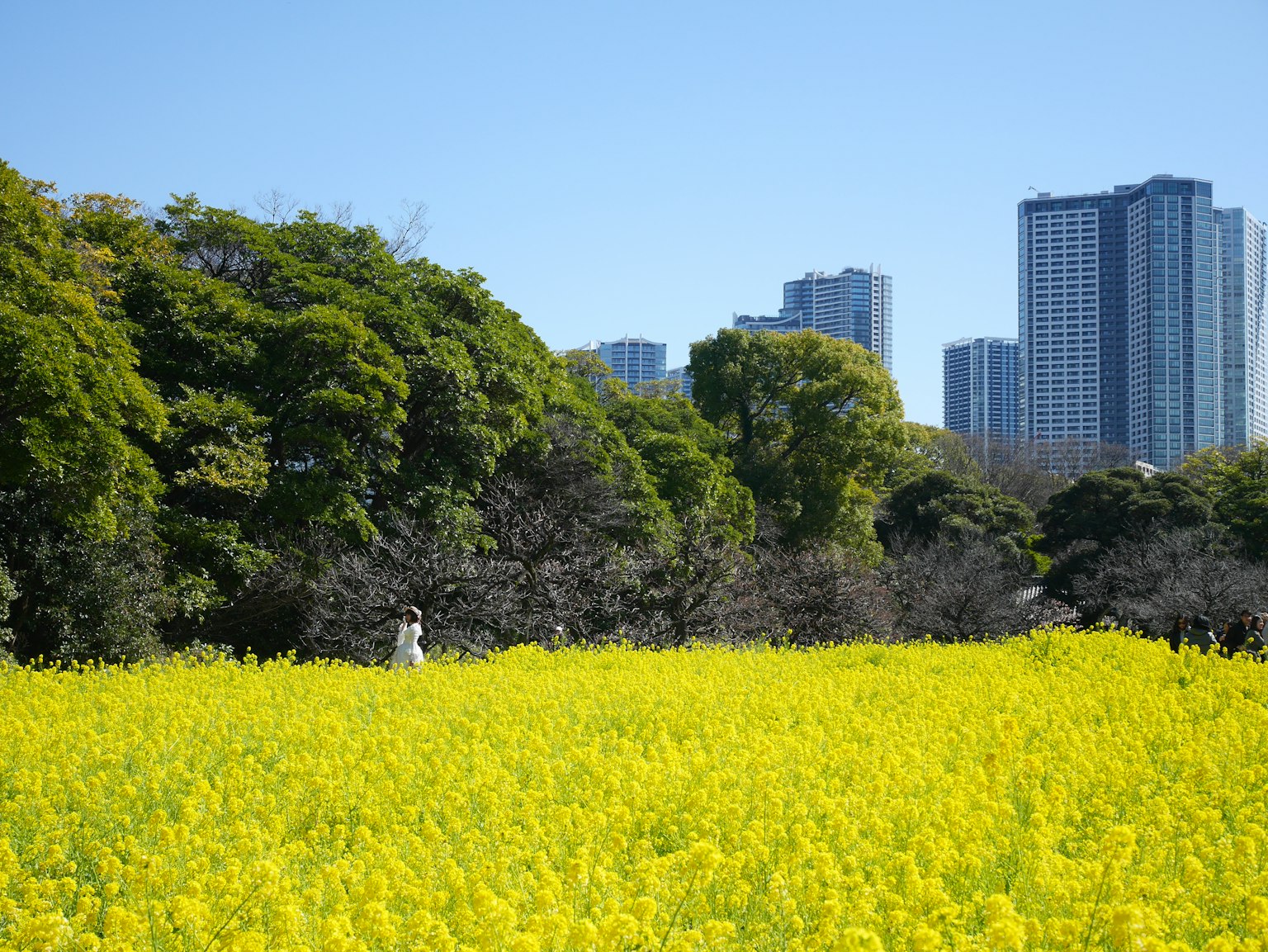生机勃勃的黄色花田和背景中的摩天大楼