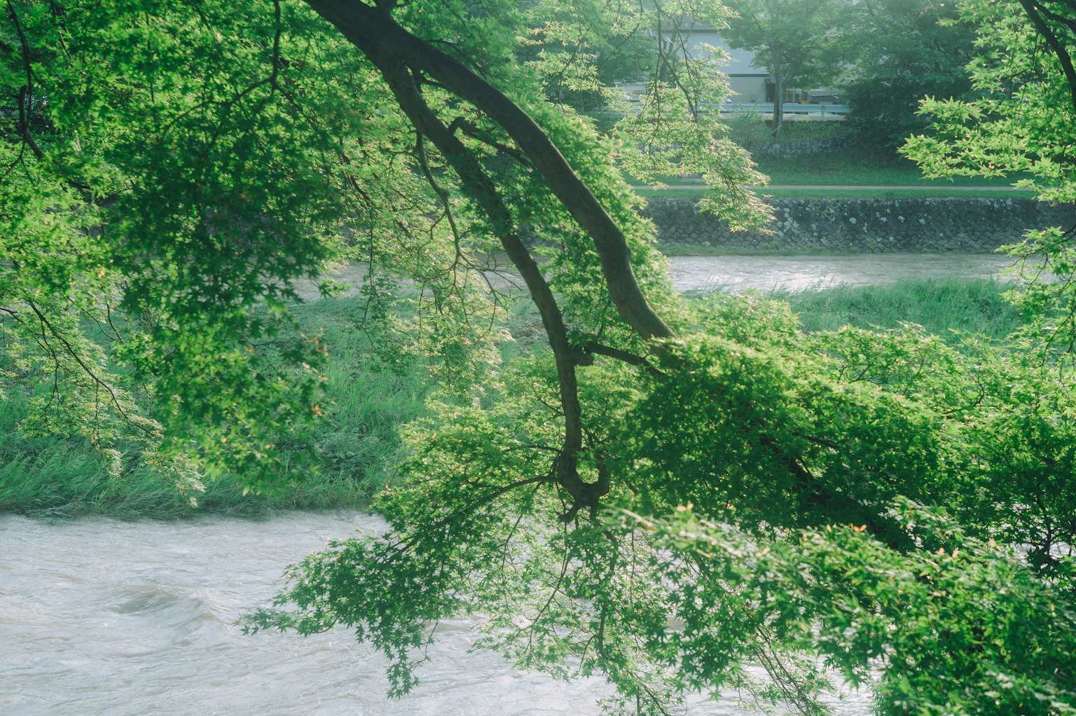 Rami di alberi verdi lussureggianti che si estendono su un fiume