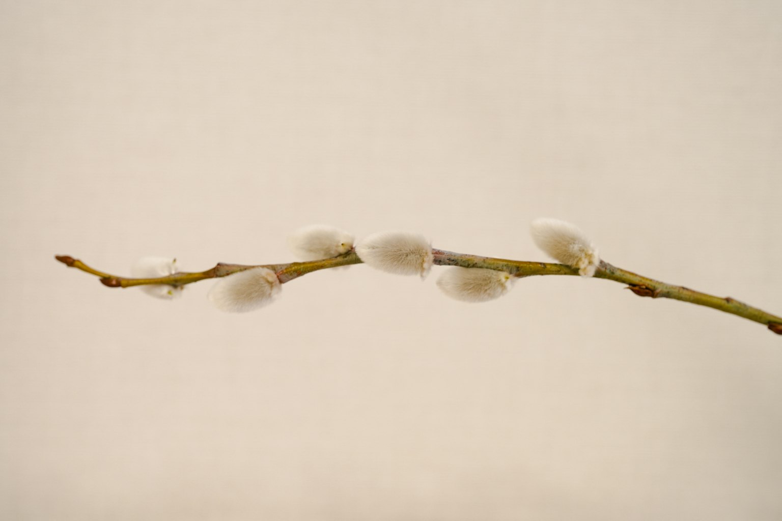 Image of a twig with white buds