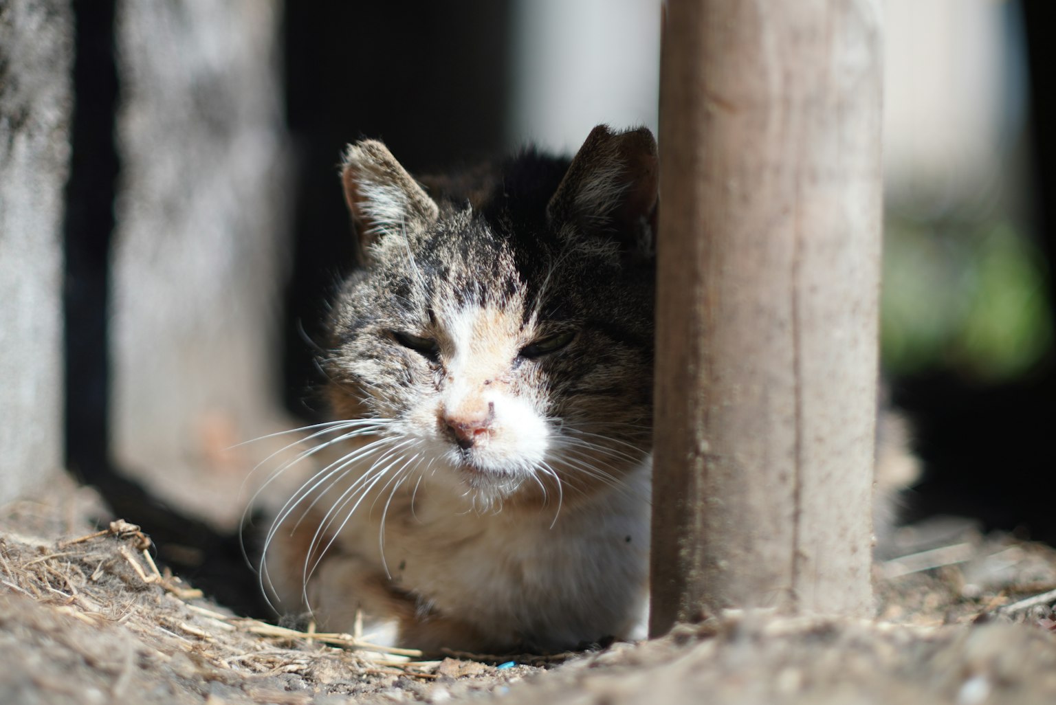 Primer plano de un gato asomándose entre postes de madera