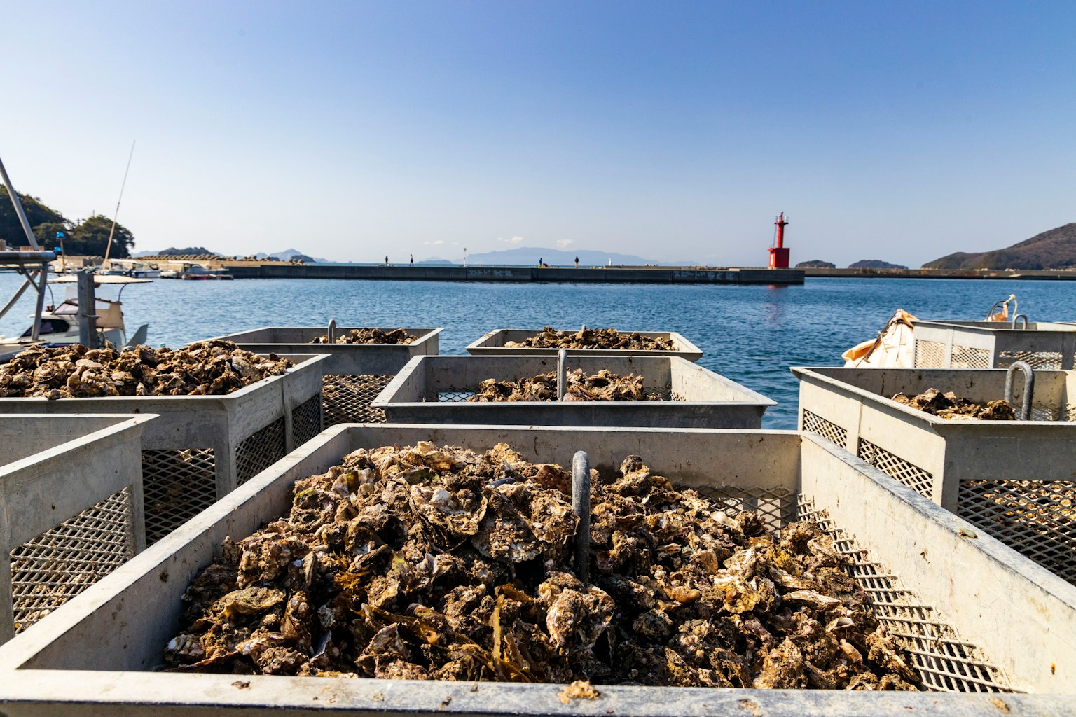 Rows of oyster trays filled with harvested oysters by the sea