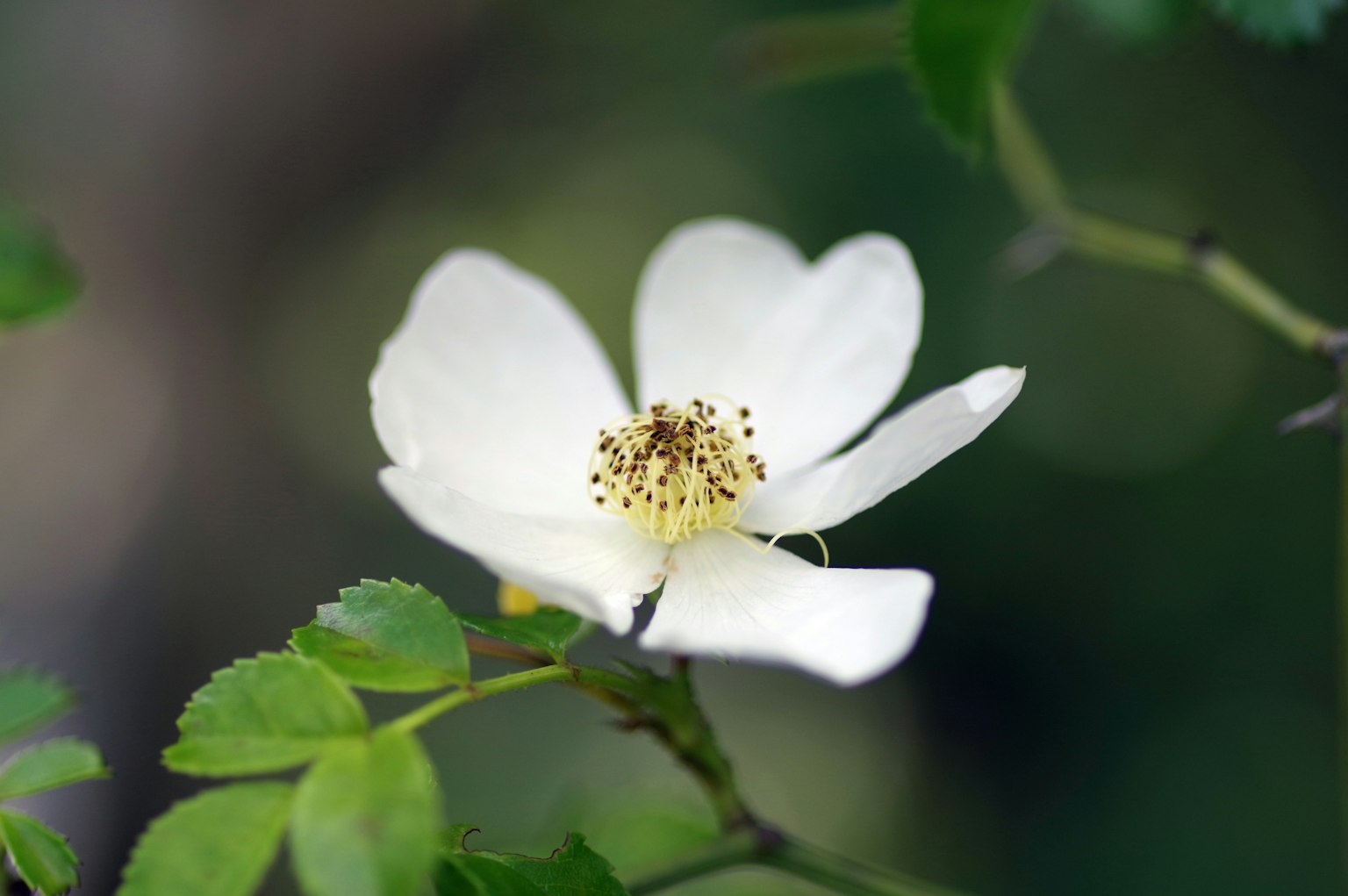 Fleur blanche avec des feuilles vertes sur une plante
