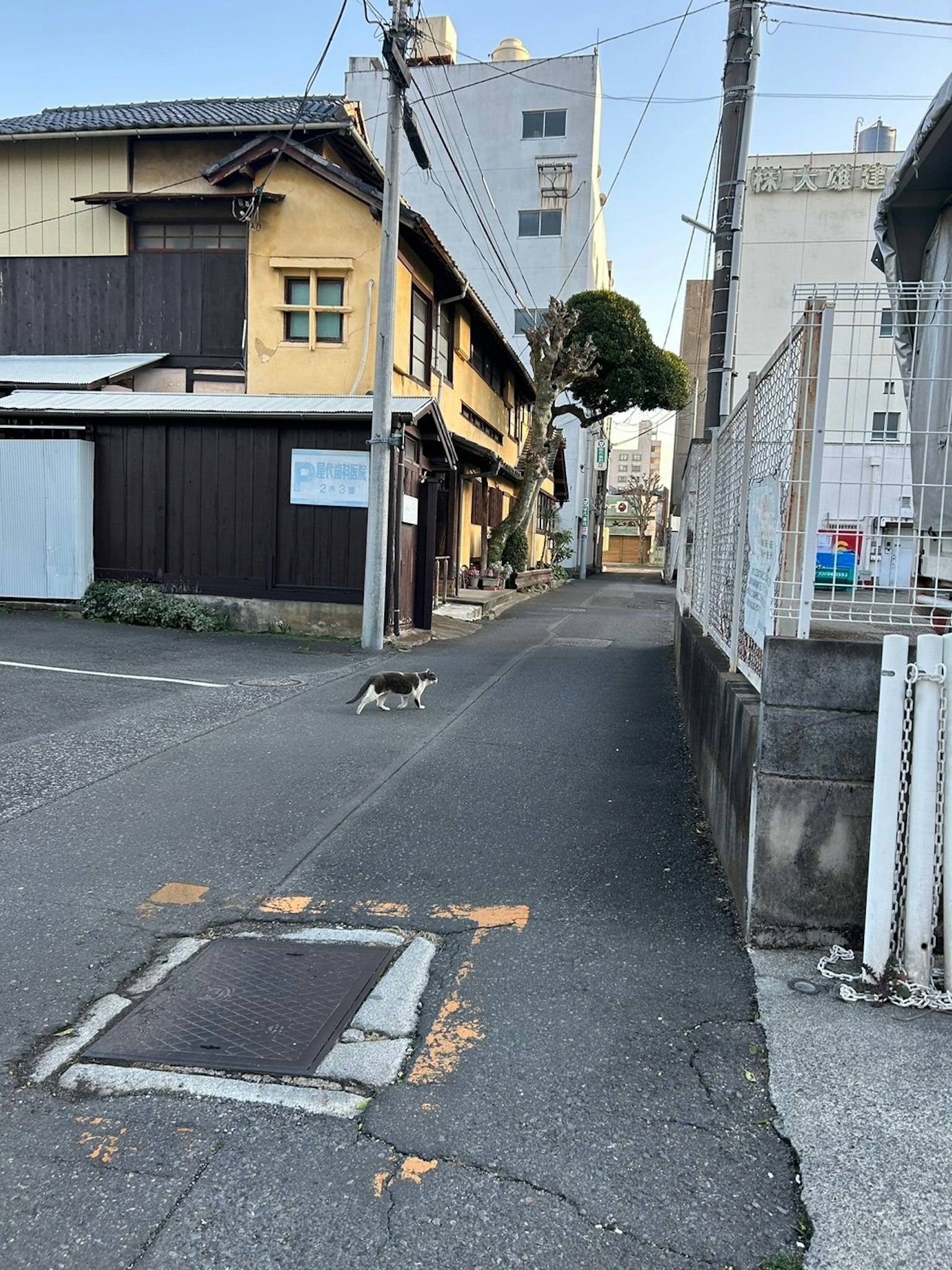 Eine Katze, die in einer engen Gasse mit einer Mischung aus traditionellen Holzbauten und modernen Gebäuden läuft