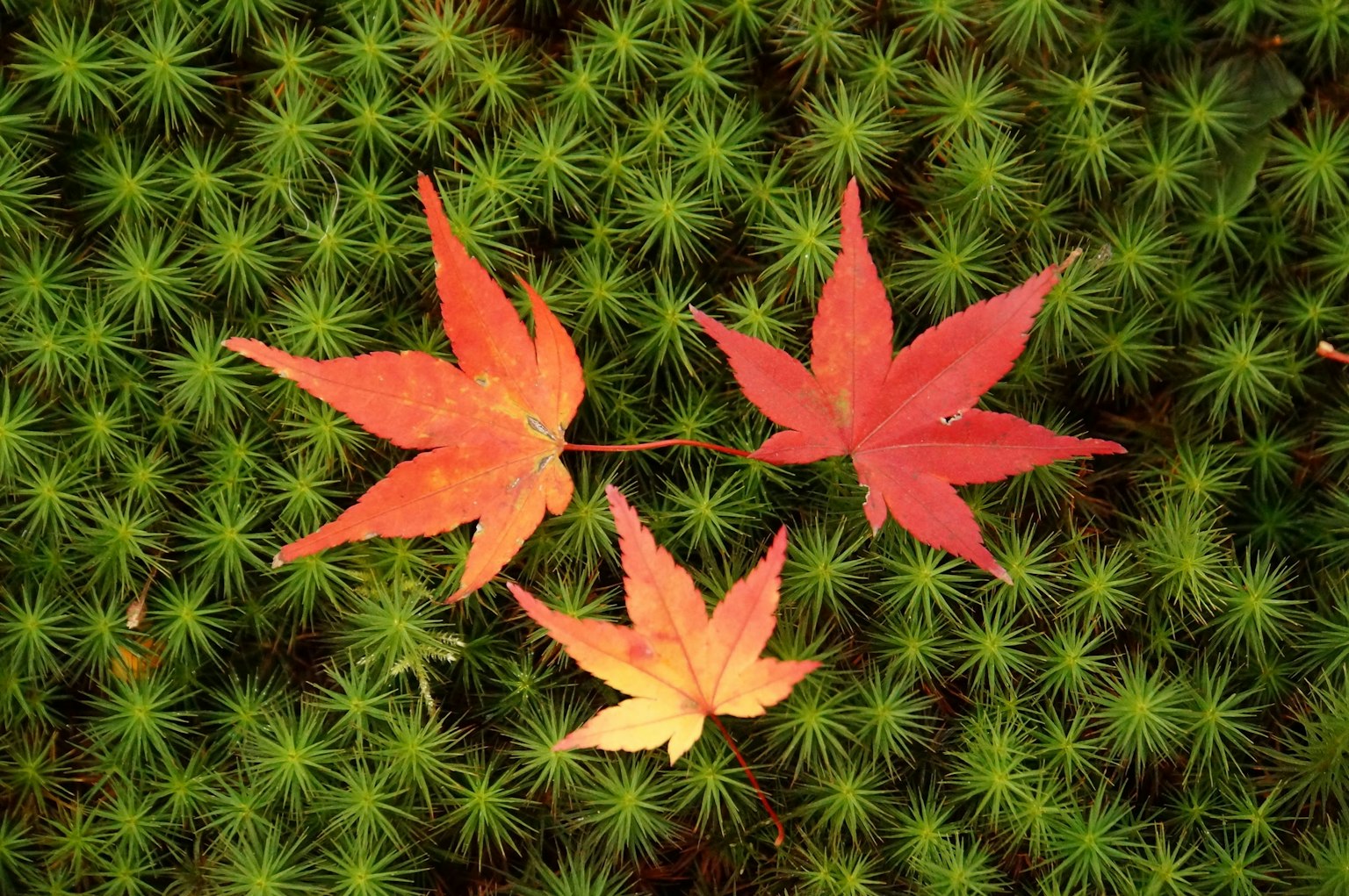 Daun maple merah di atas lumut hijau