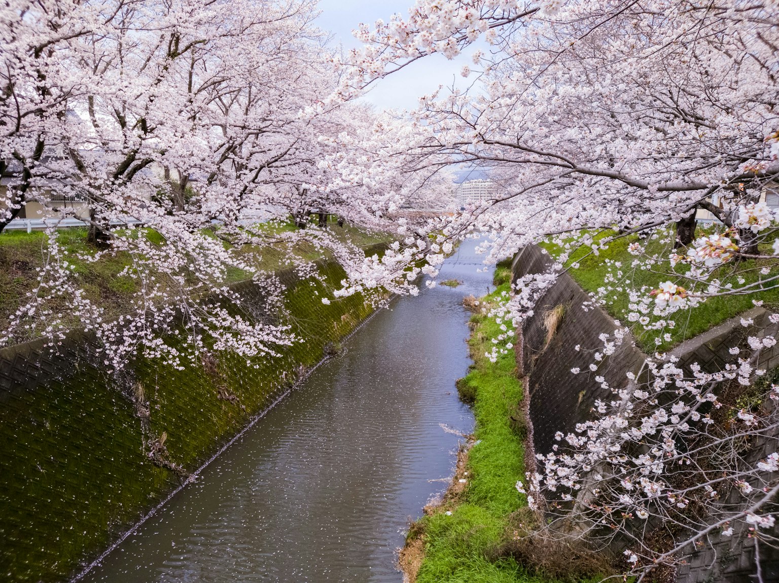 Pemandangan indah pohon sakura di sepanjang sungai rumput hijau dan air tenang