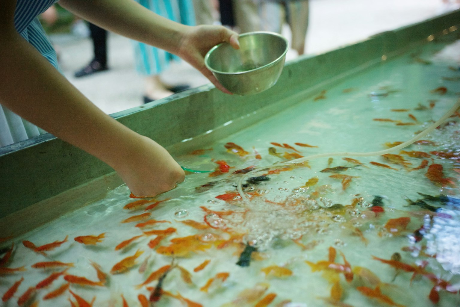 Tay đang bắt cá vàng từ bể chứa đầy nước