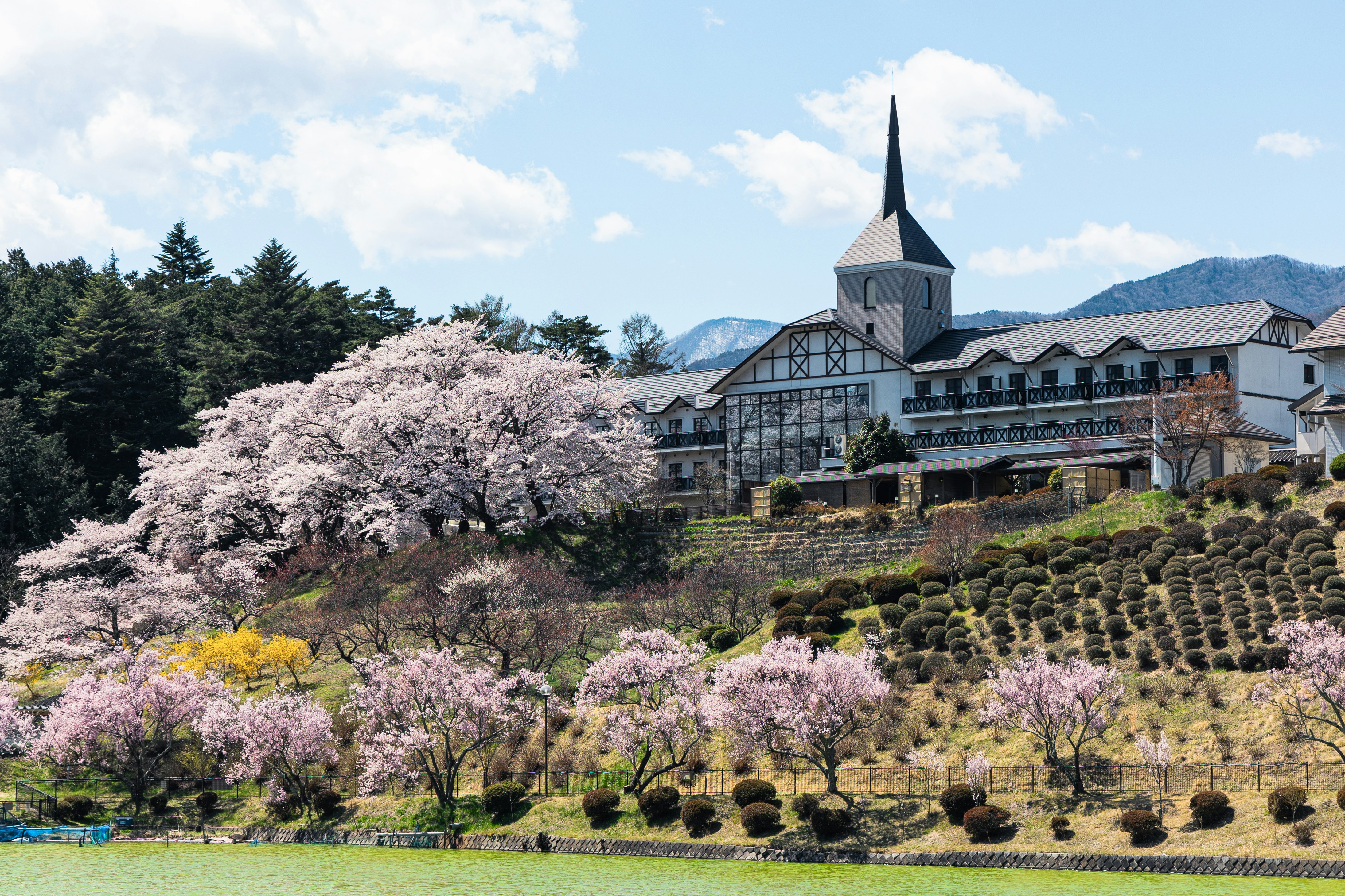 Beautiful landscape with cherry blossom trees and a church-like building