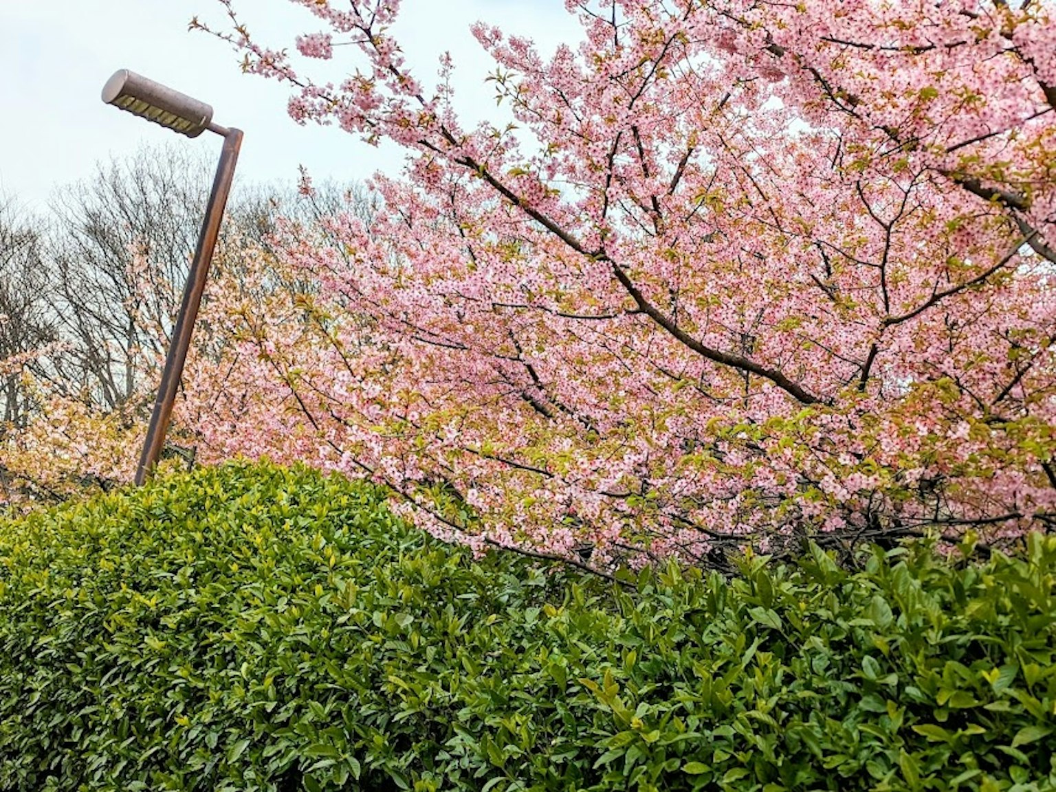 櫻花樹和綠色樹籬