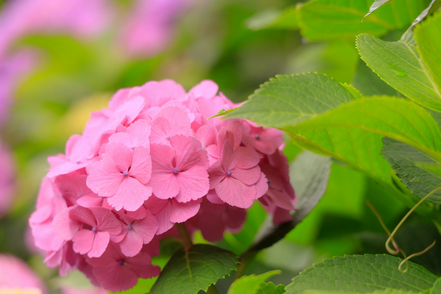 Nahaufnahme einer lebhaften rosa Hortensie mit grünen Blättern