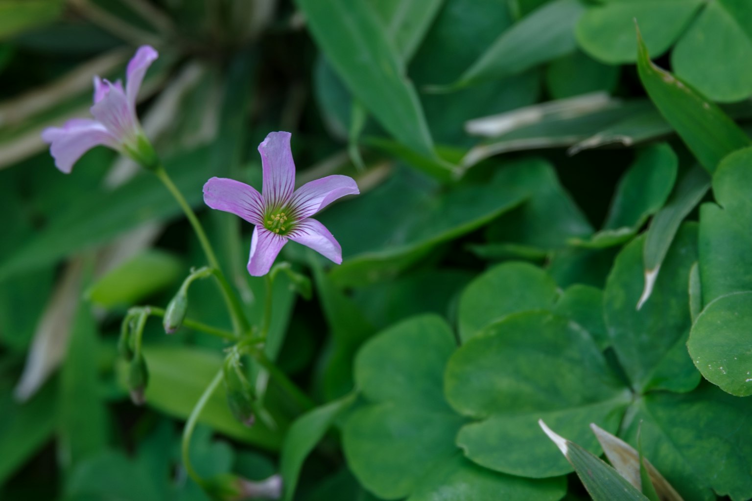 Fiori viola chiaro delicati tra foglie verdi lussureggianti e trifoglio
