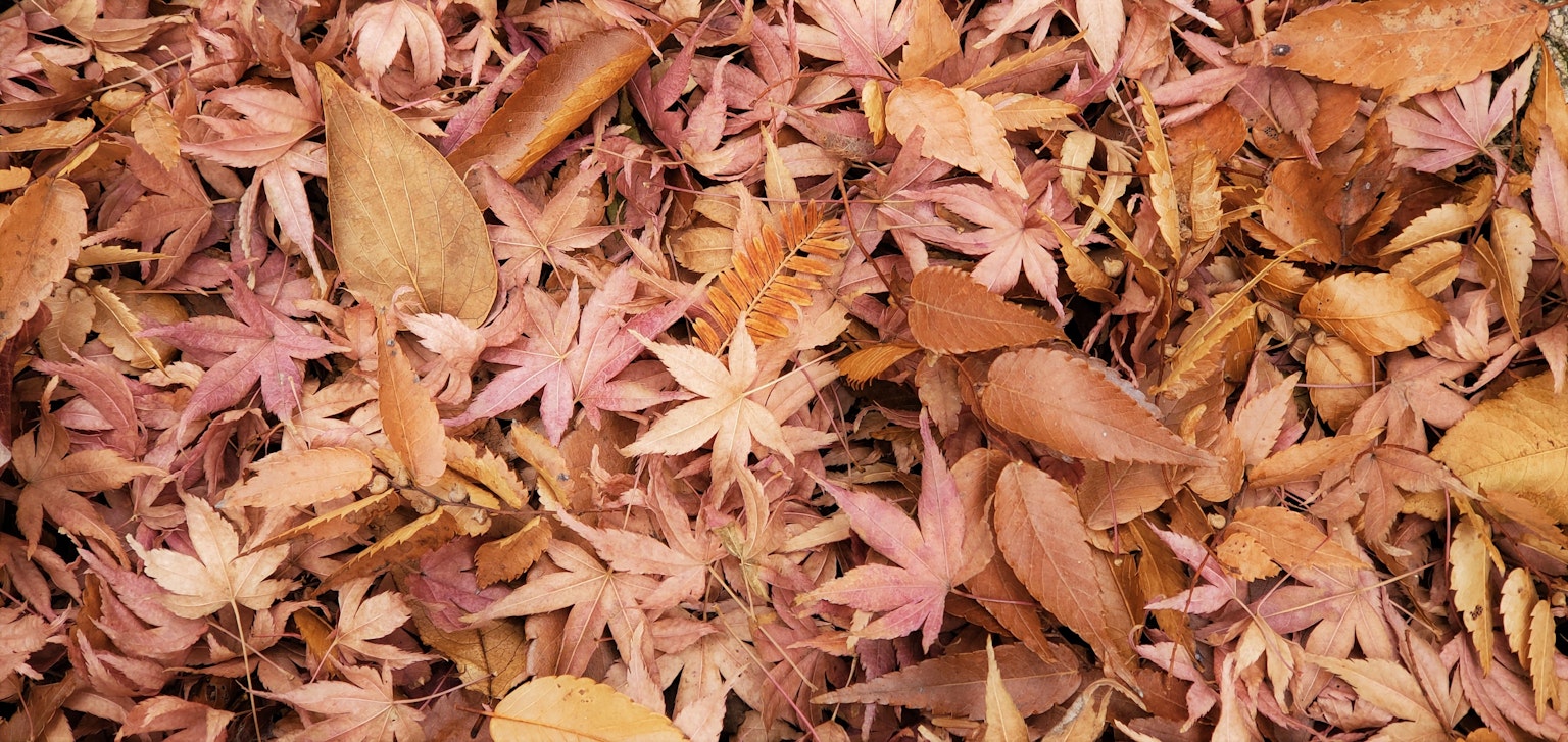 Una varietà di foglie cadute colorate sparse sul terreno