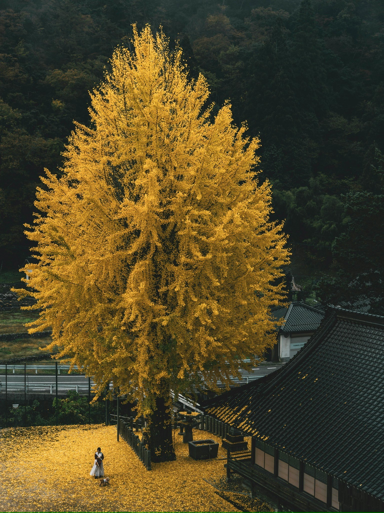 美しいイチョウの木が黄色の葉を持ち、周囲には落ち葉が広がっている