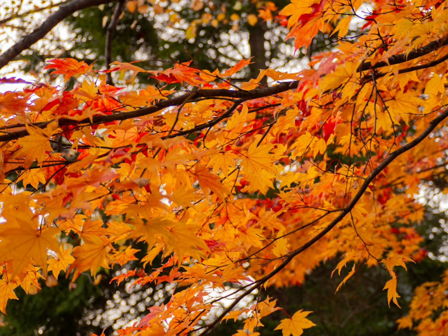 Lebendige orange Herbstblätter an Baumzweigen