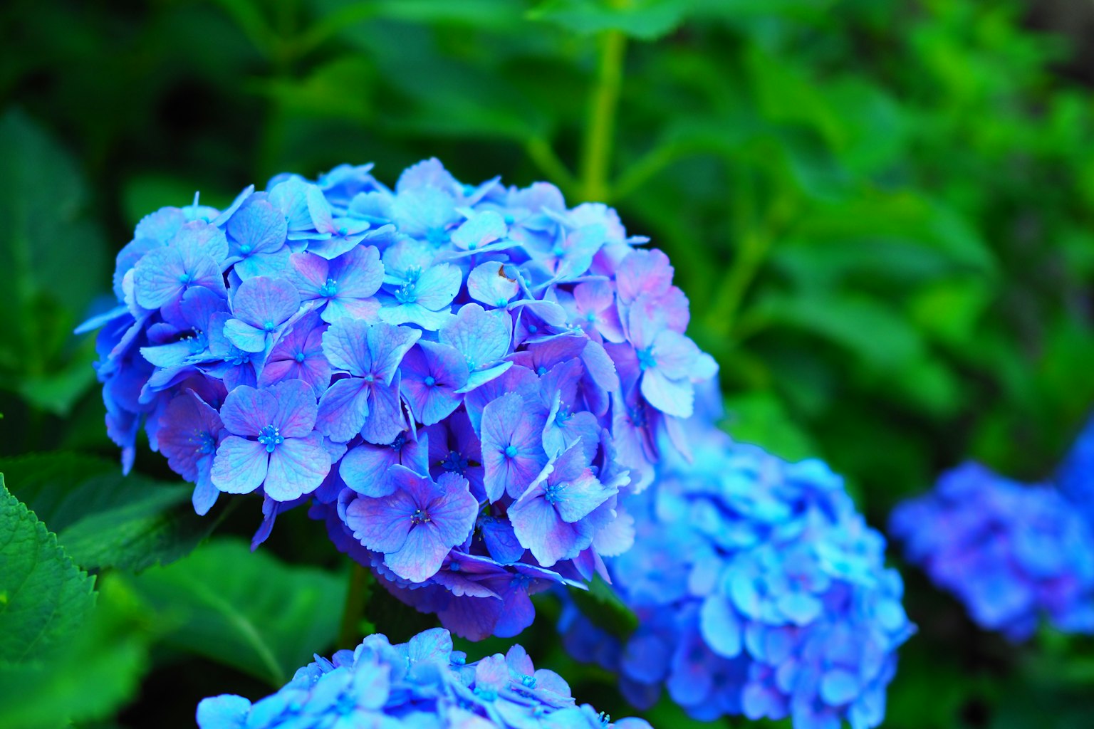 Bunga hydrangea biru mekar di antara daun hijau