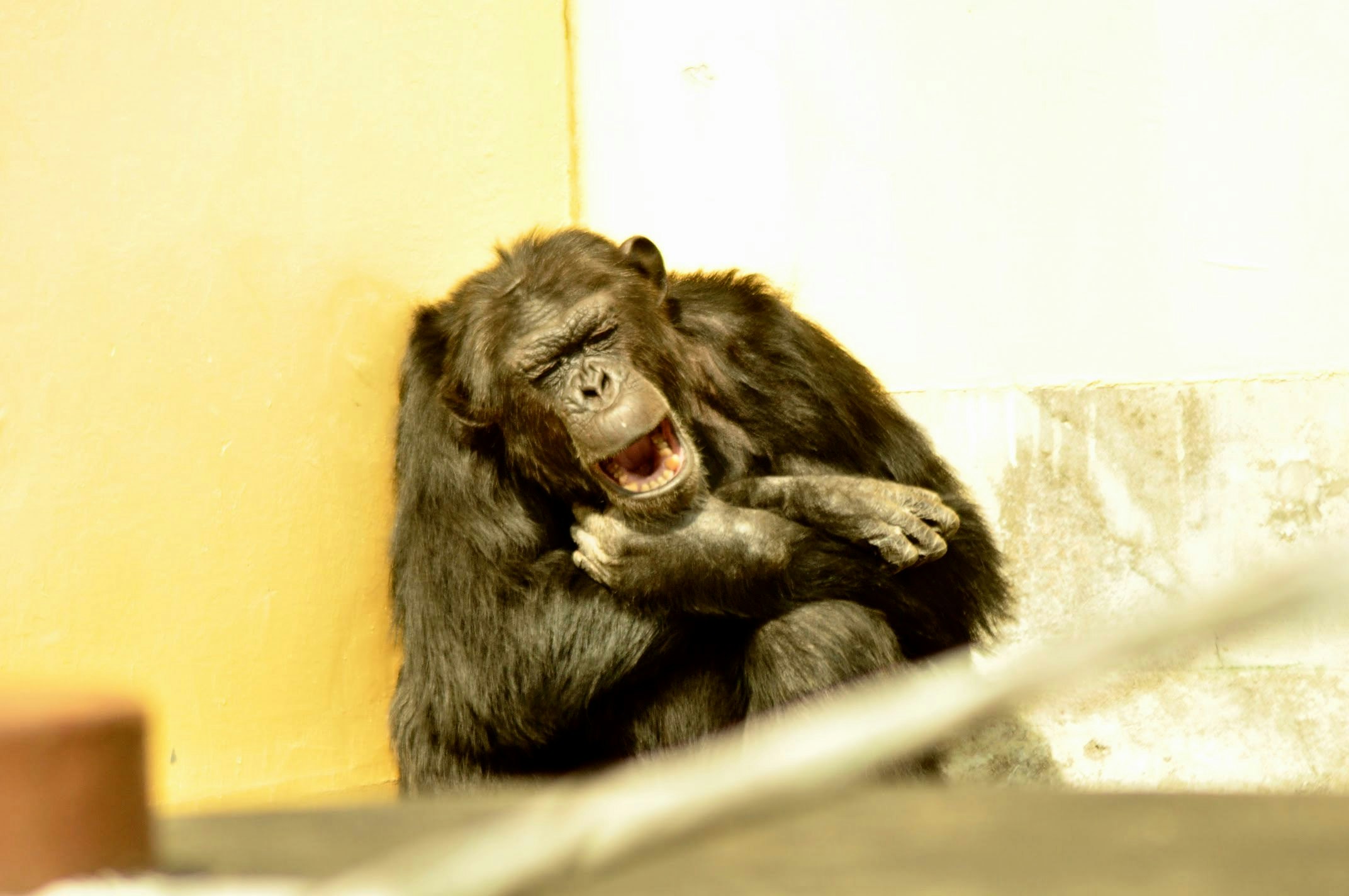 Chimpanzee leaning in an enclosure