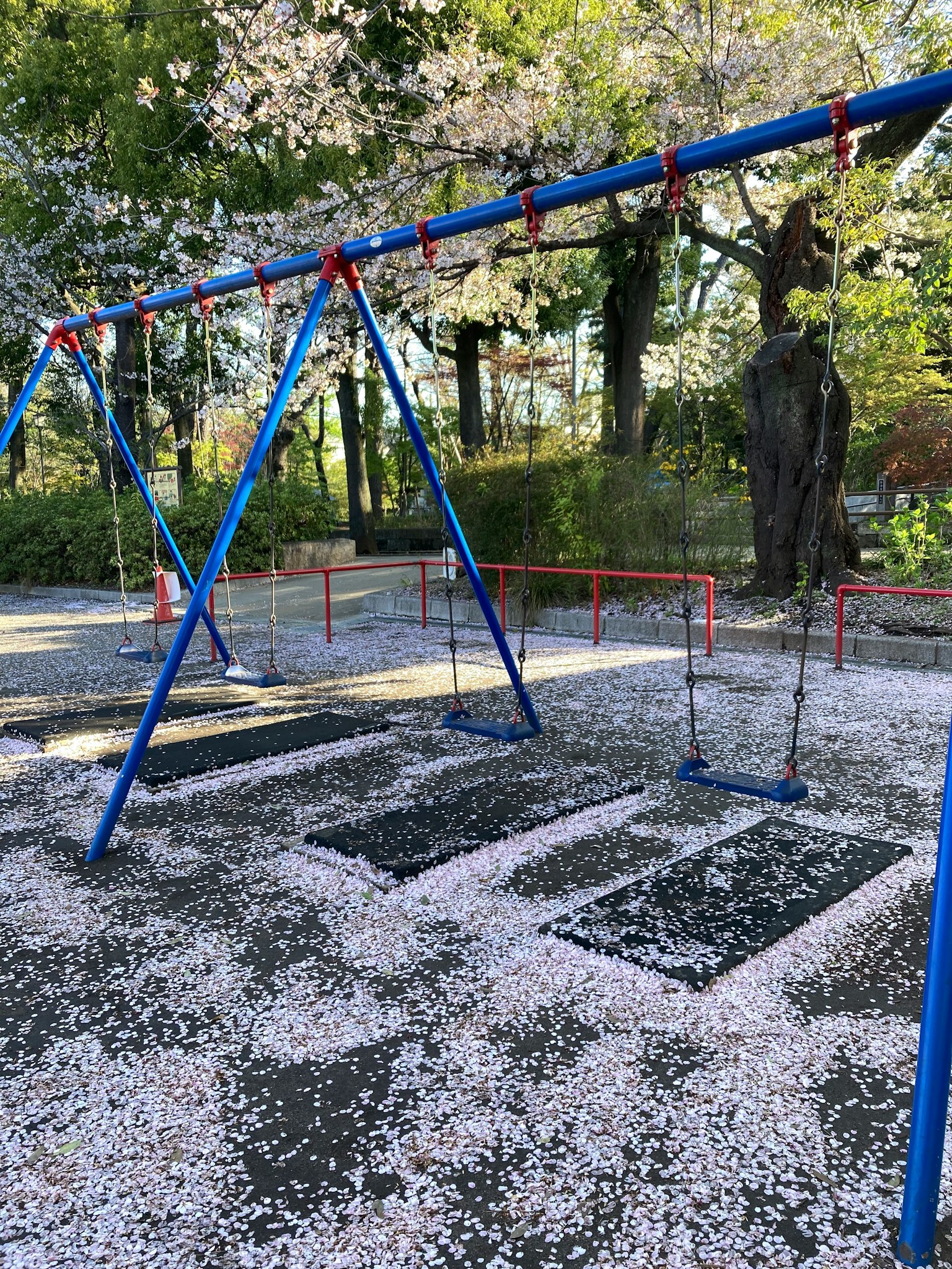 Altalene in un parco coperte di petali di ciliegio