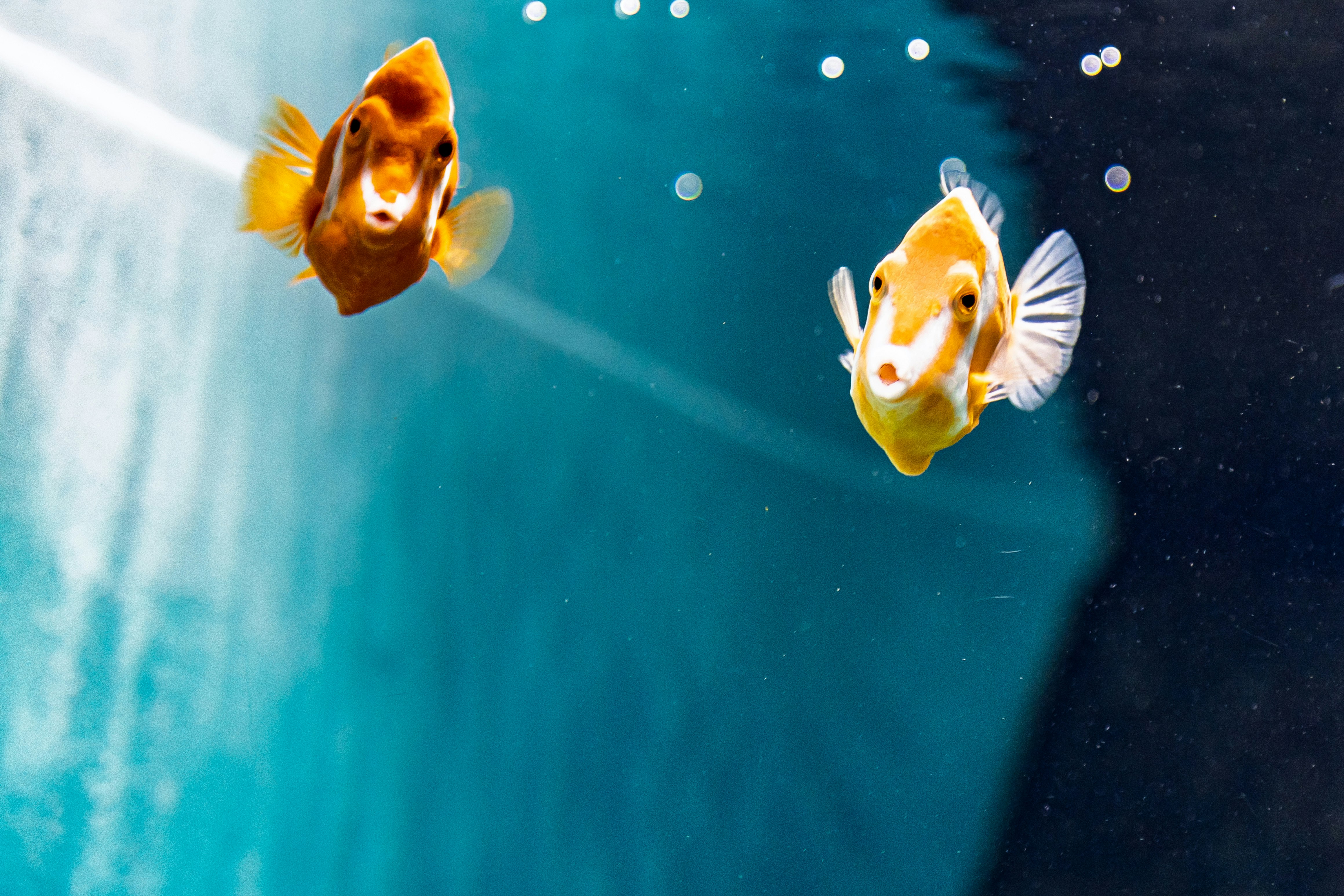青い水中を泳ぐ金魚のような魚