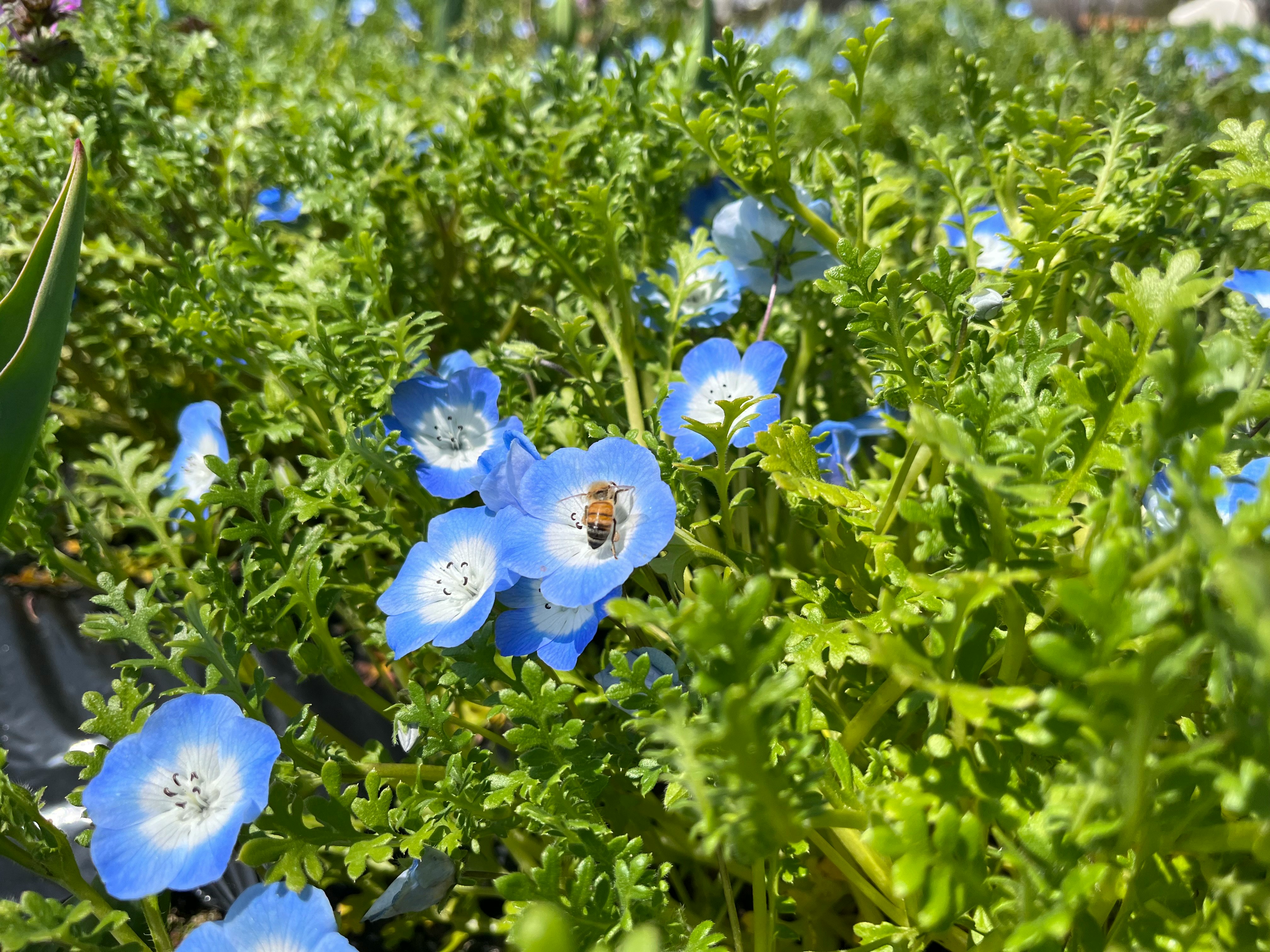 青い花が咲く鮮やかな緑の草むら