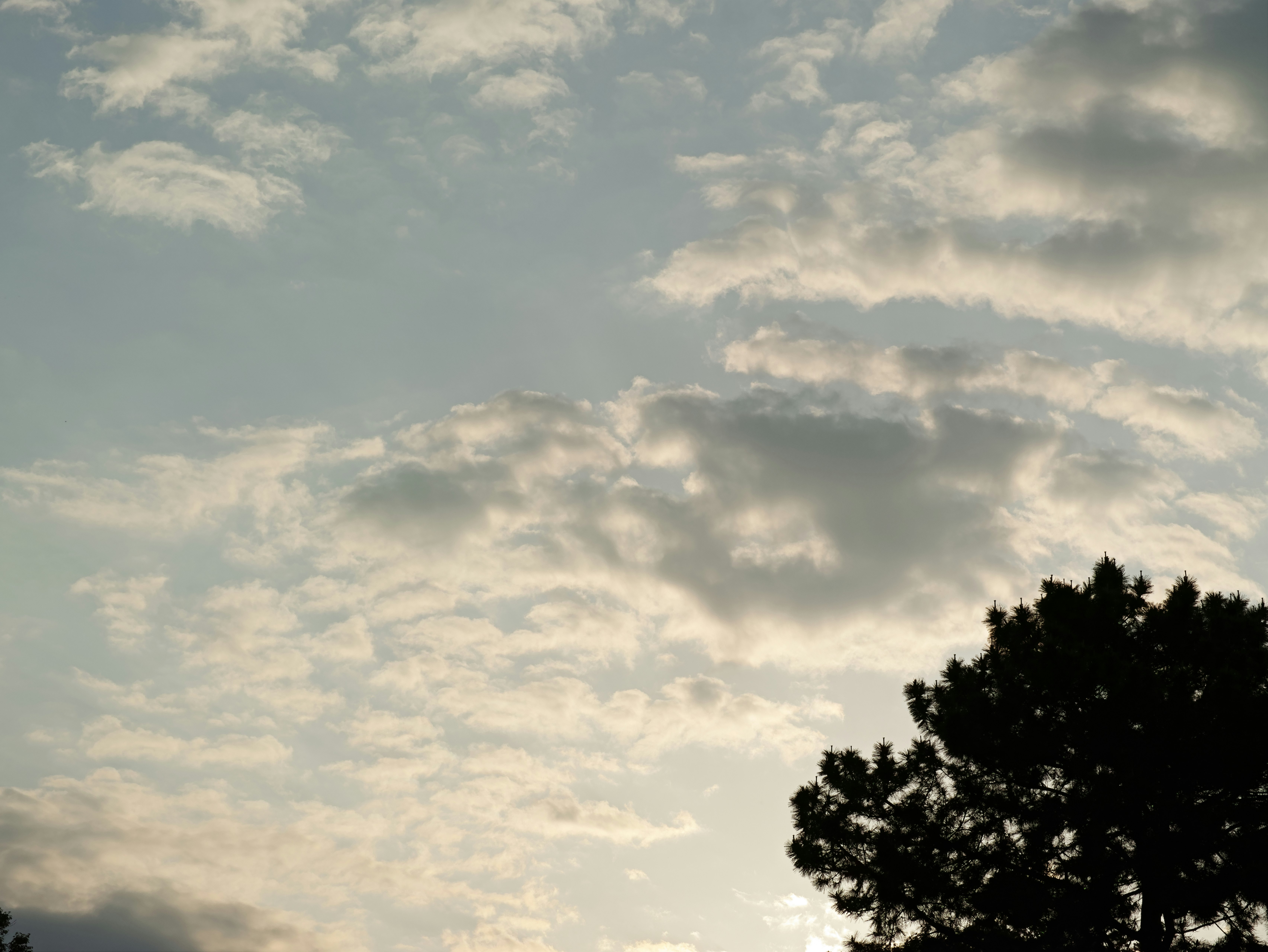 空に広がる雲と木々のシルエット