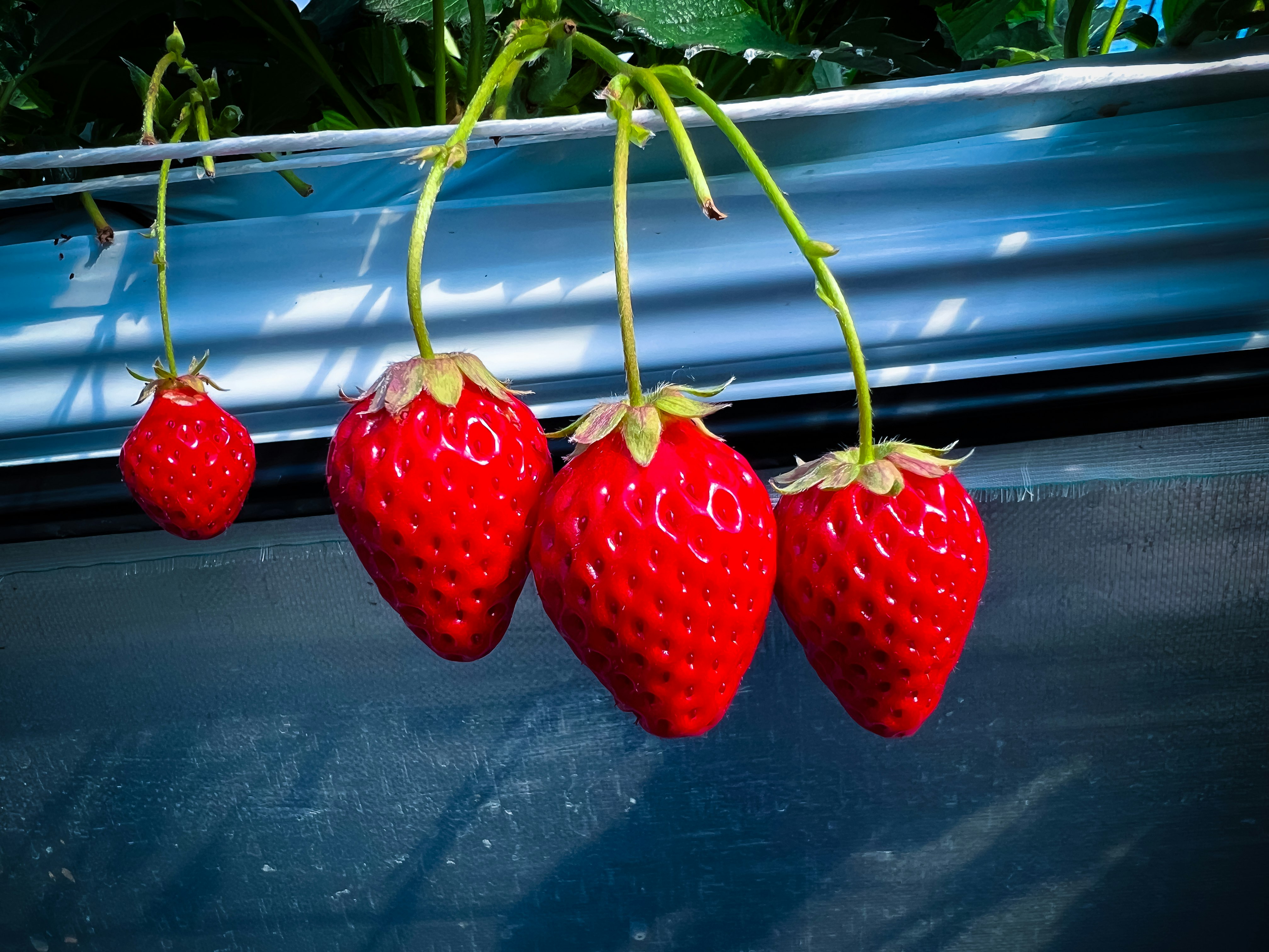 Fraises rouges vibrantes suspendues sur un fond bleu