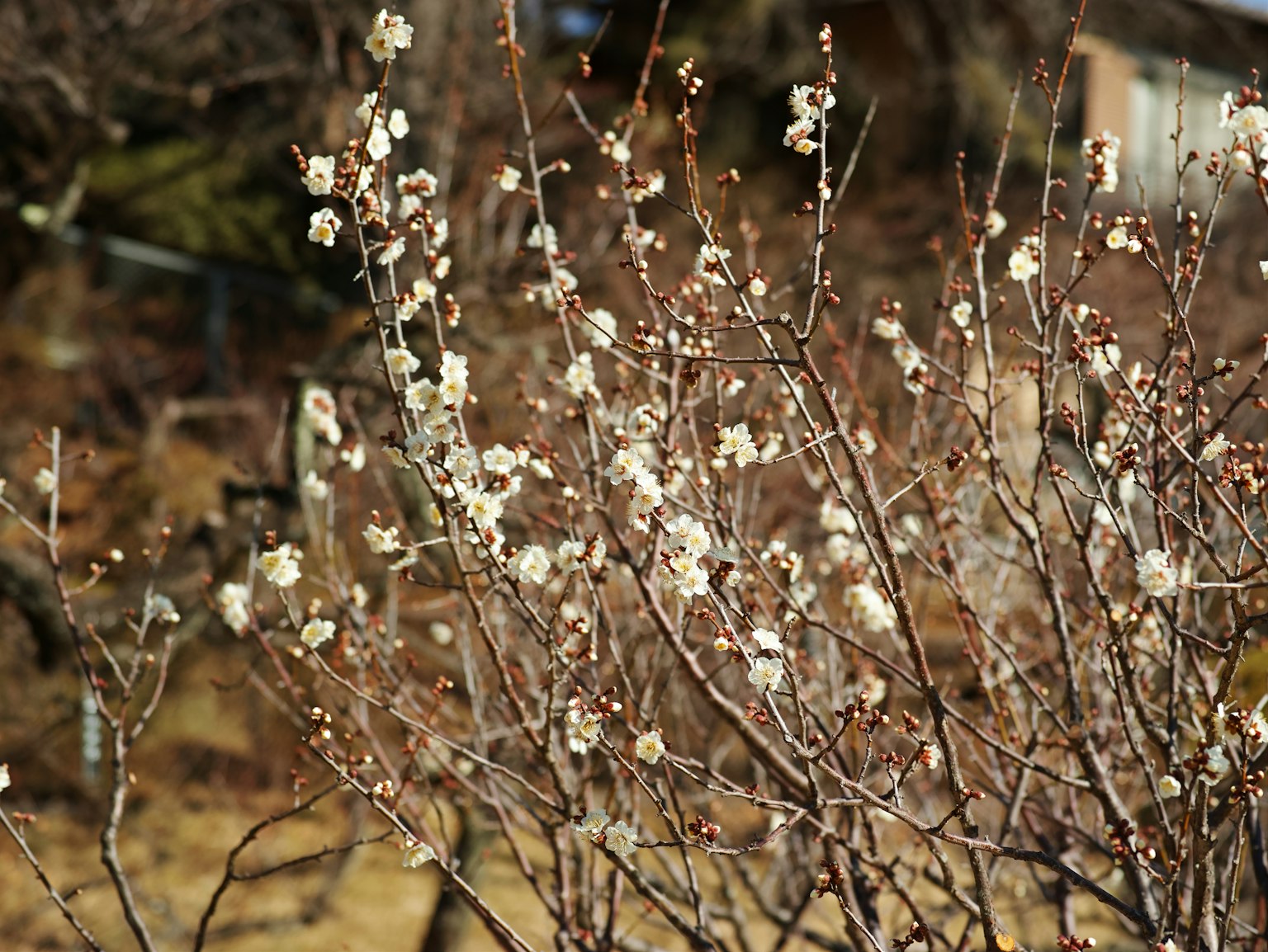 Rami con fiori bianchi in un ambiente naturale