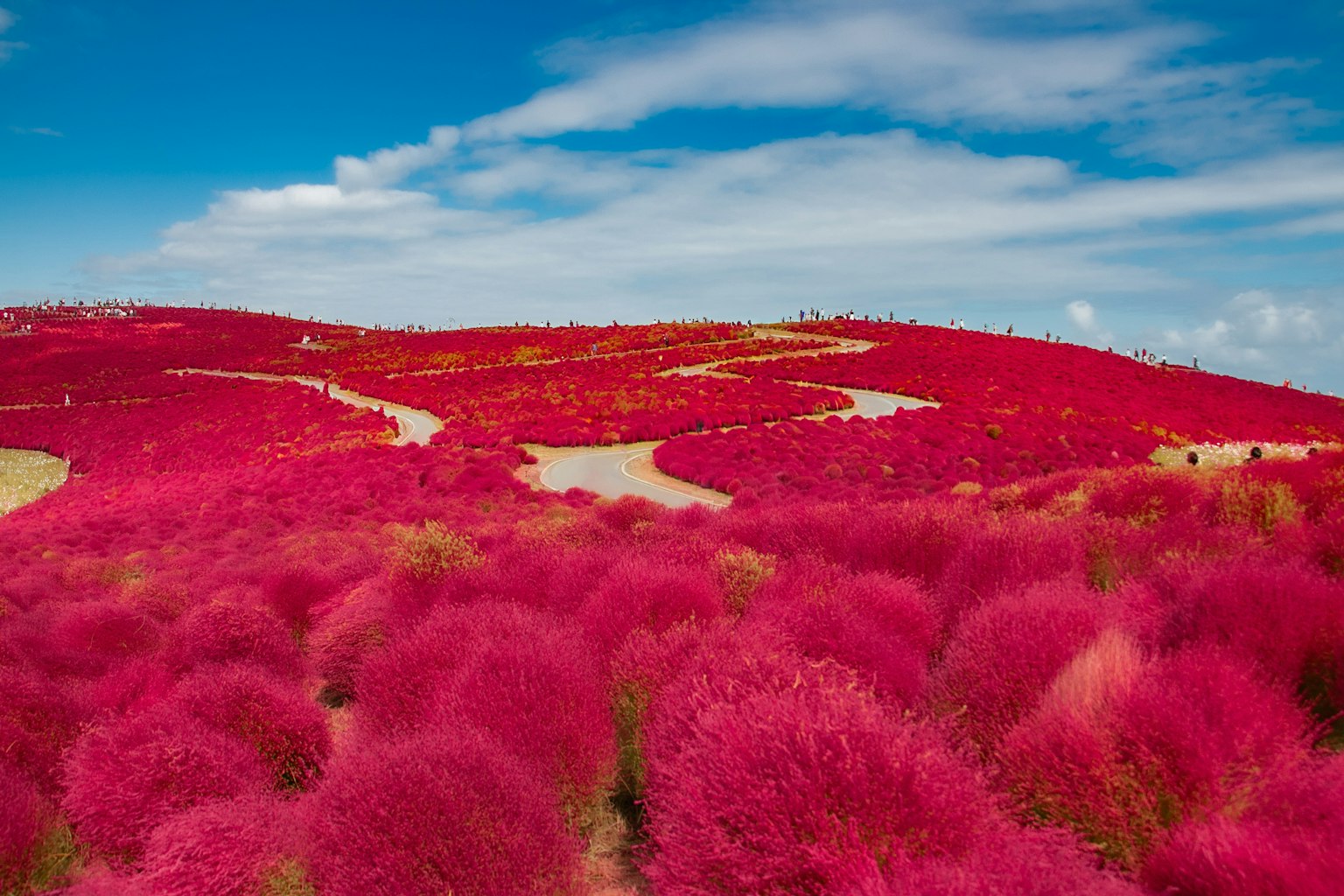 Campi di kochia rosa vibrante sotto un cielo blu con nuvole bianche