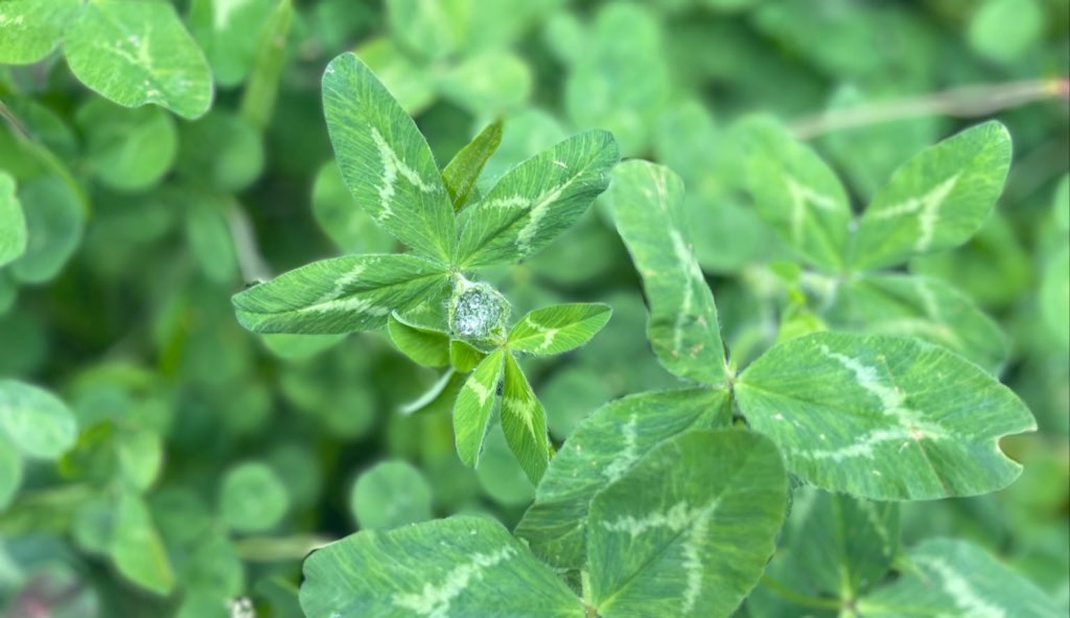 Close-up daun hijau subur dari sebuah tanaman