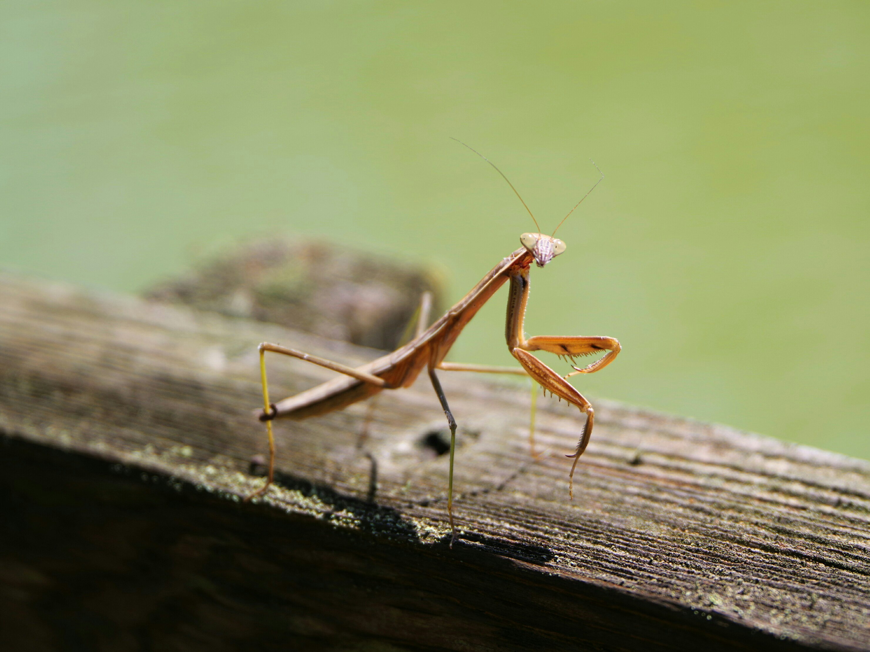 木の幹にとまるカマキリ