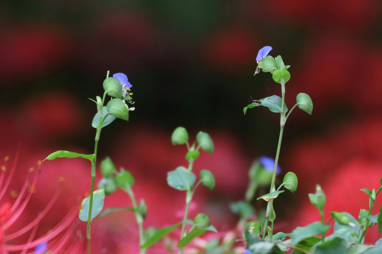 Plantes vertes avec des fleurs bleues vives sur fond rouge