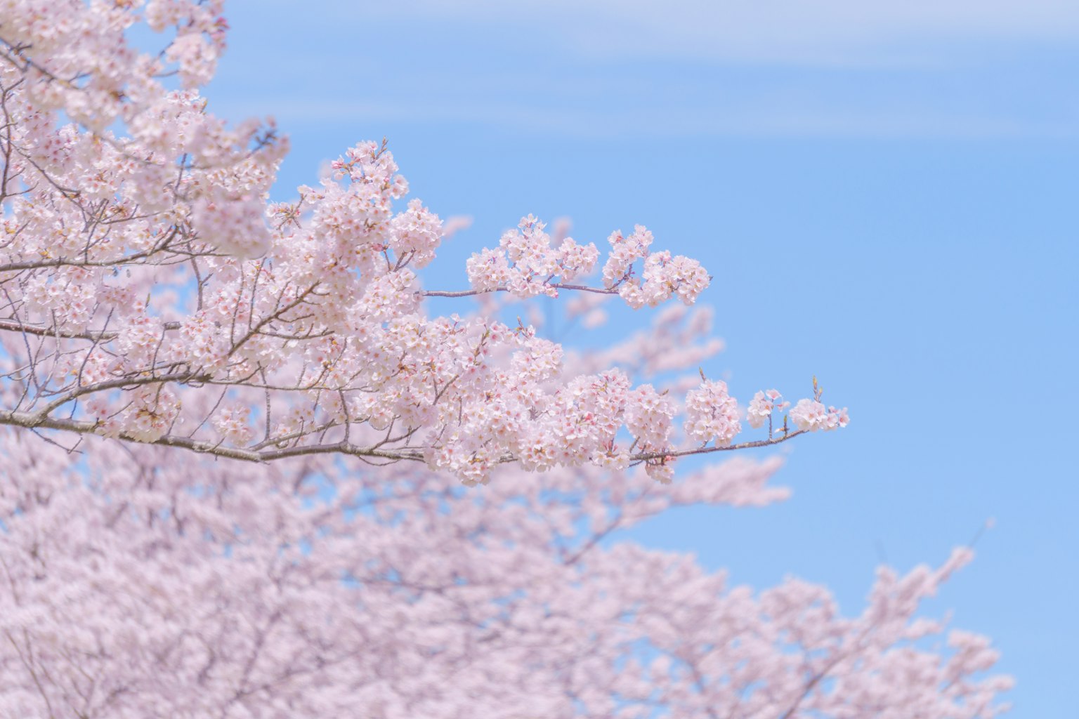 Cherry blossoms blooming under a clear blue sky
