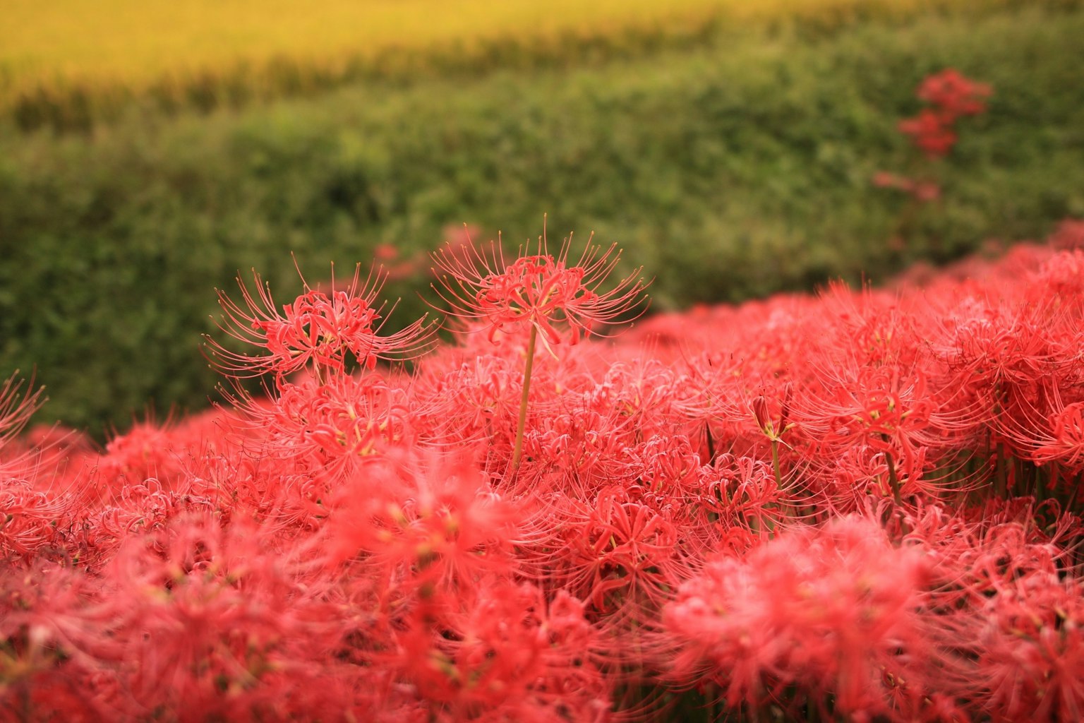 ดอกลิลลี่แดงที่มีชีวิตชีวาบานสะพรั่งพร้อมฉากหลังของทุ่งข้าวสีเหลือง
