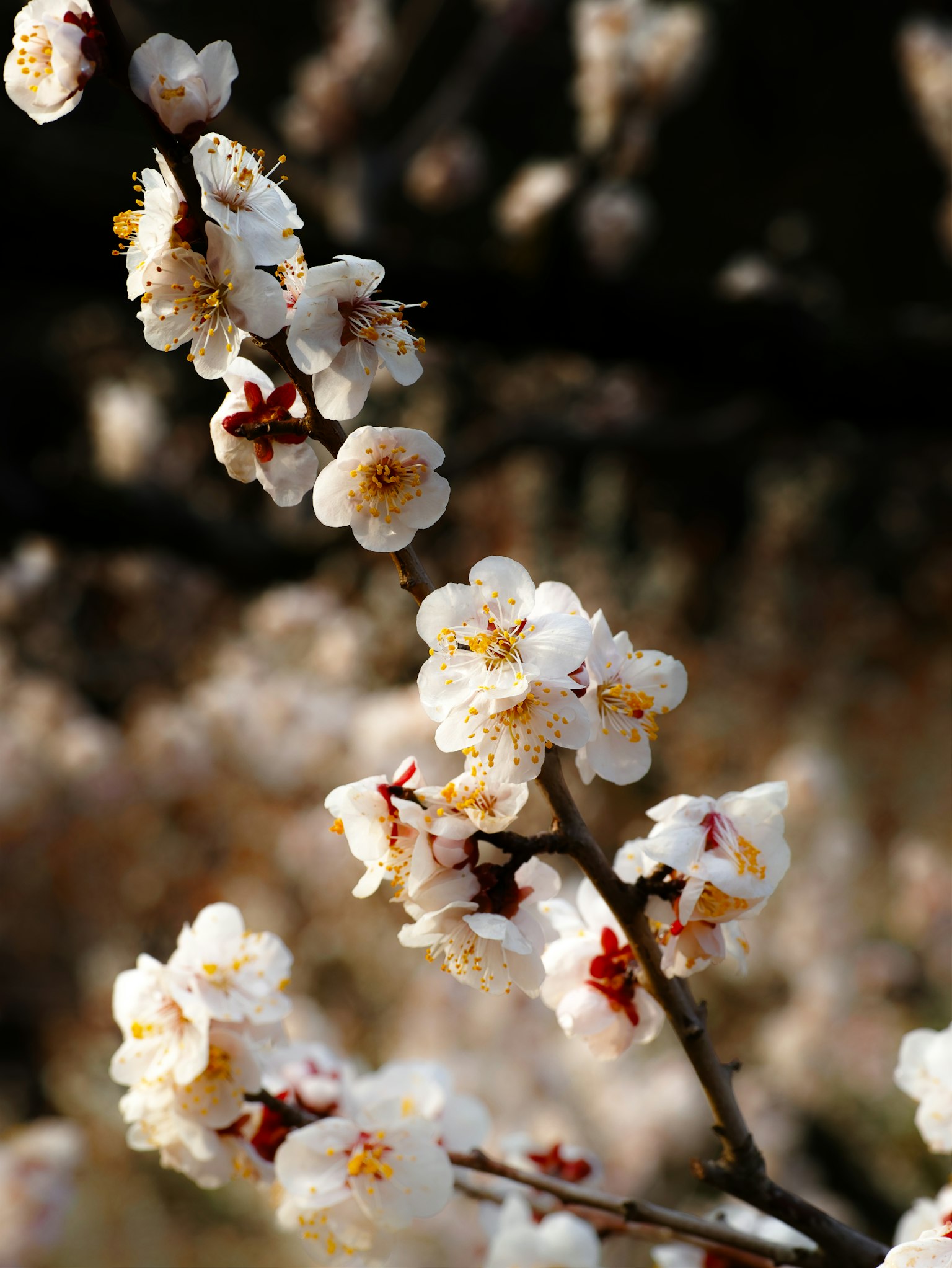 Gros plan d'une branche avec des fleurs blanches