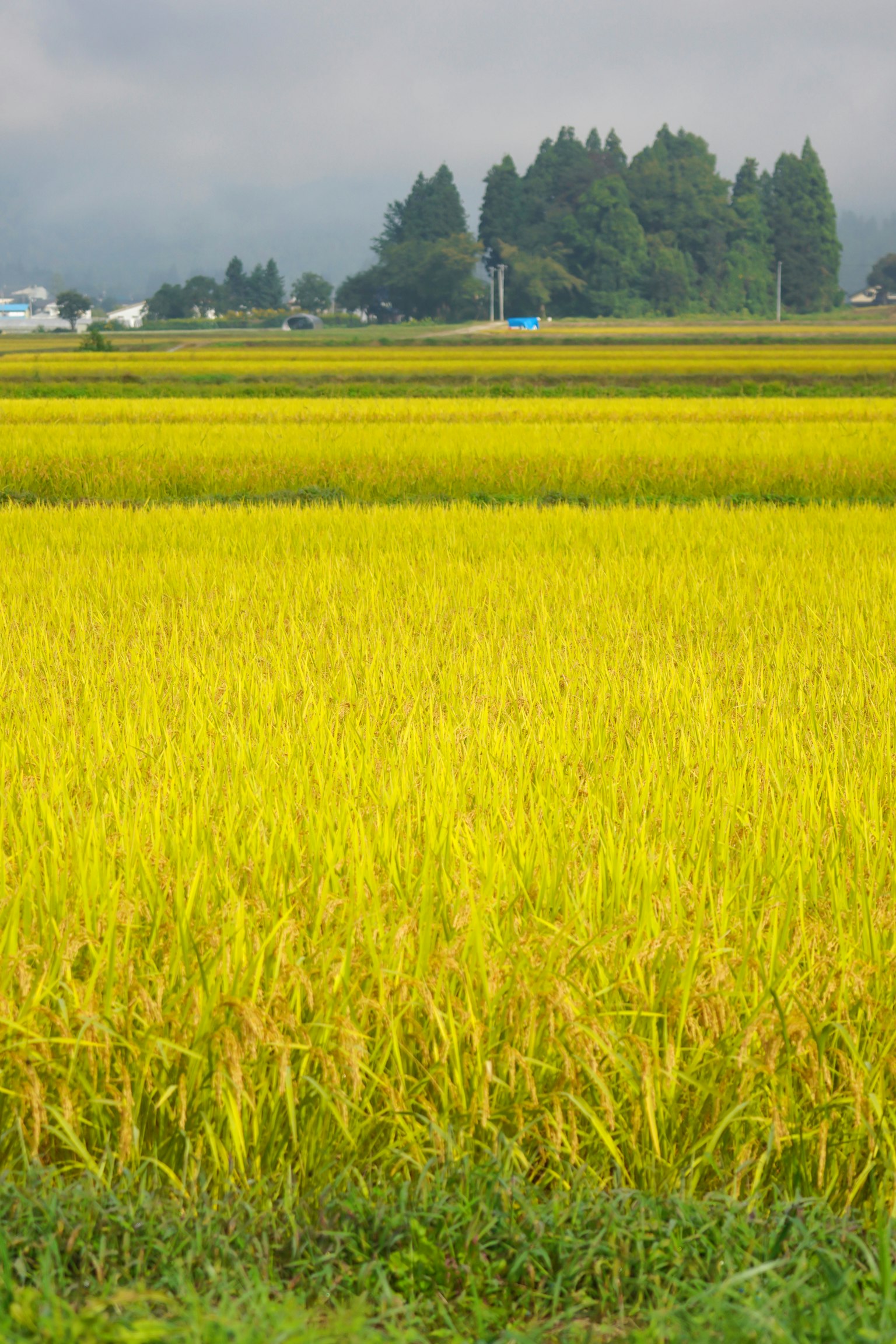 Vue expansive de champs de riz jaunes avec de l'herbe verte