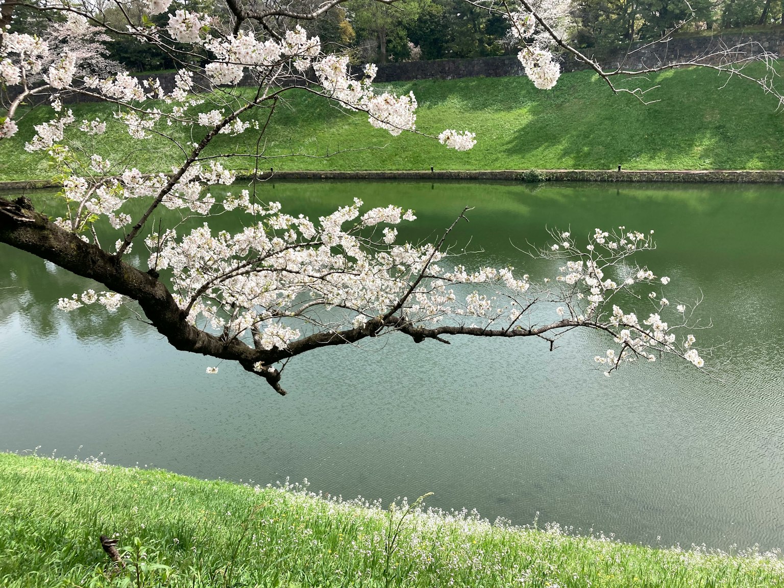 櫻花樹枝在寧靜的綠色湖面上