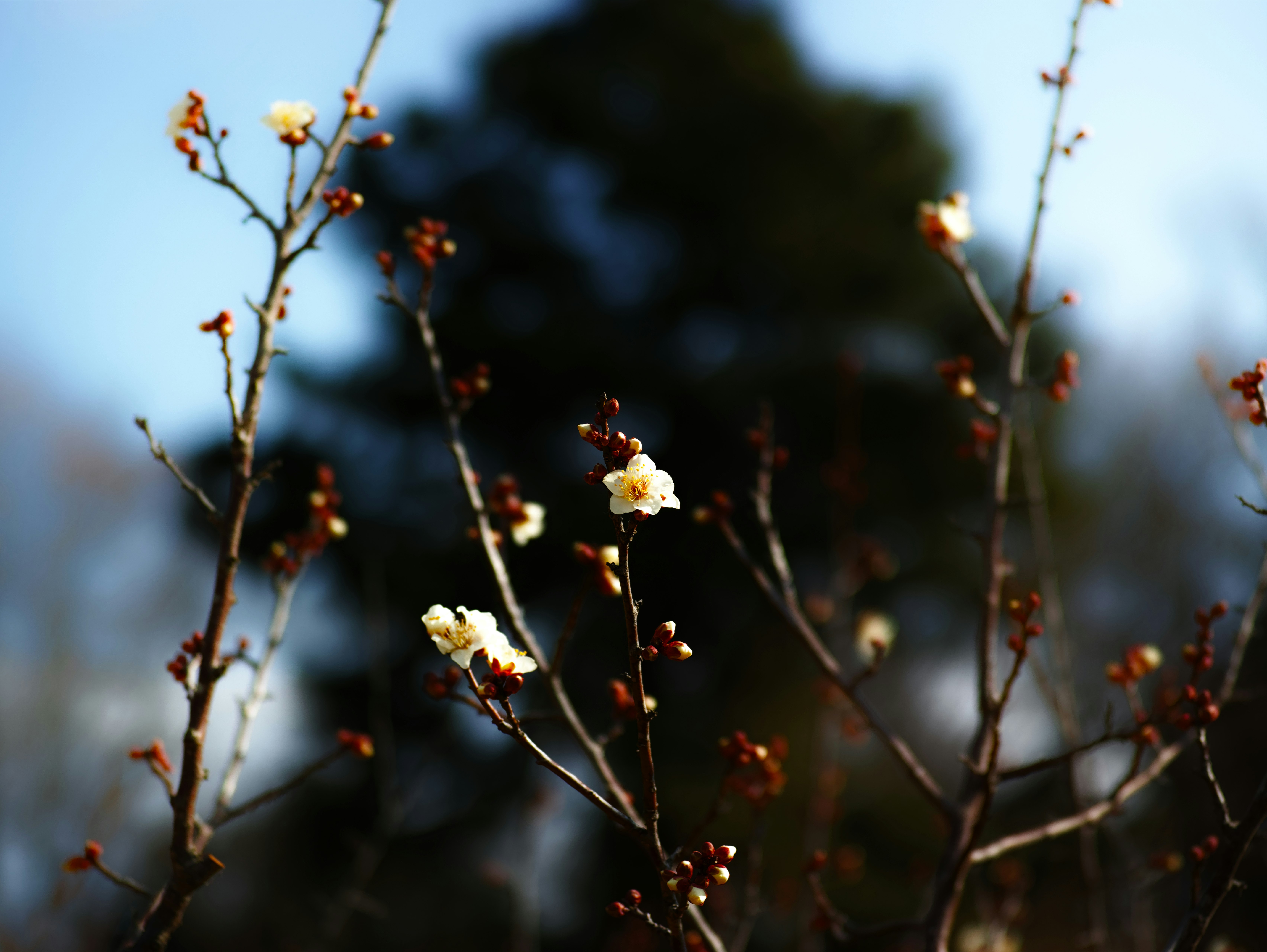 青空を背景に咲く白い花と枝先のつぼみ