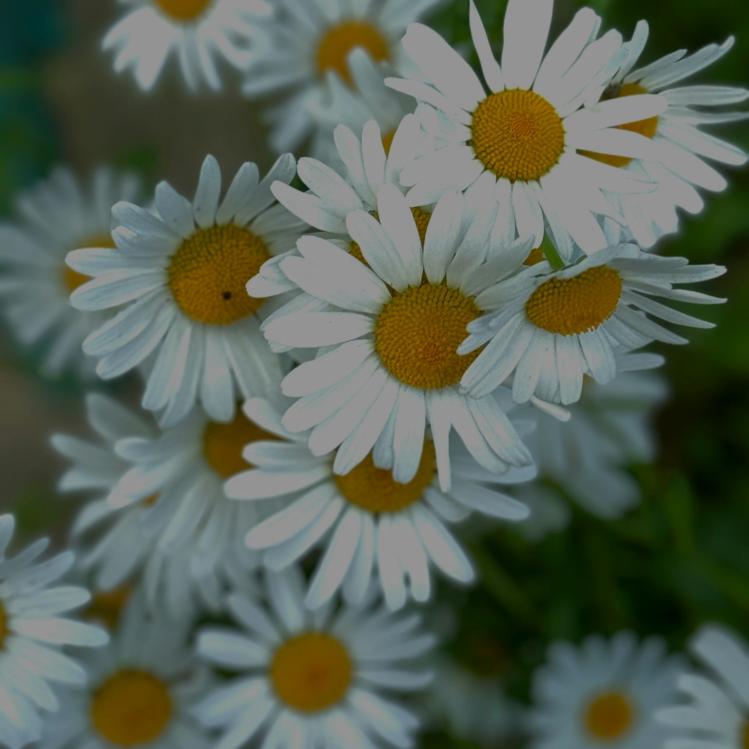 Close-up bunga daisy dengan kelopak putih dan pusat kuning