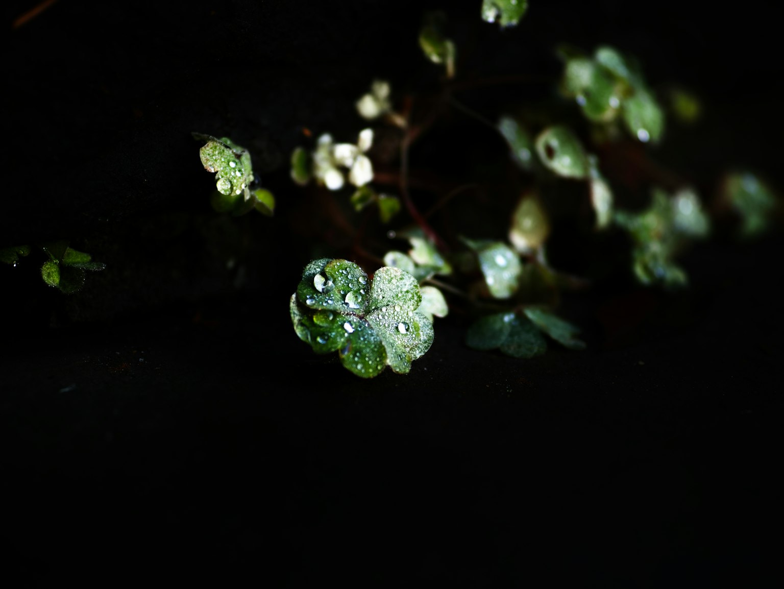 Foglie verdi con gocce d'acqua su uno sfondo nero