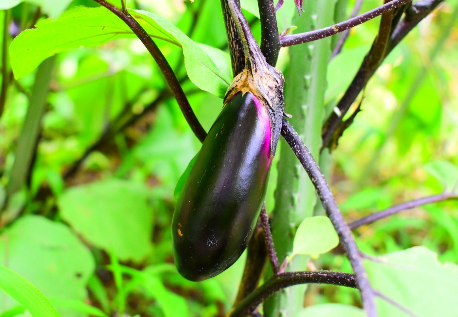 Primo piano di una melanzana viola su una pianta circondata da foglie verdi