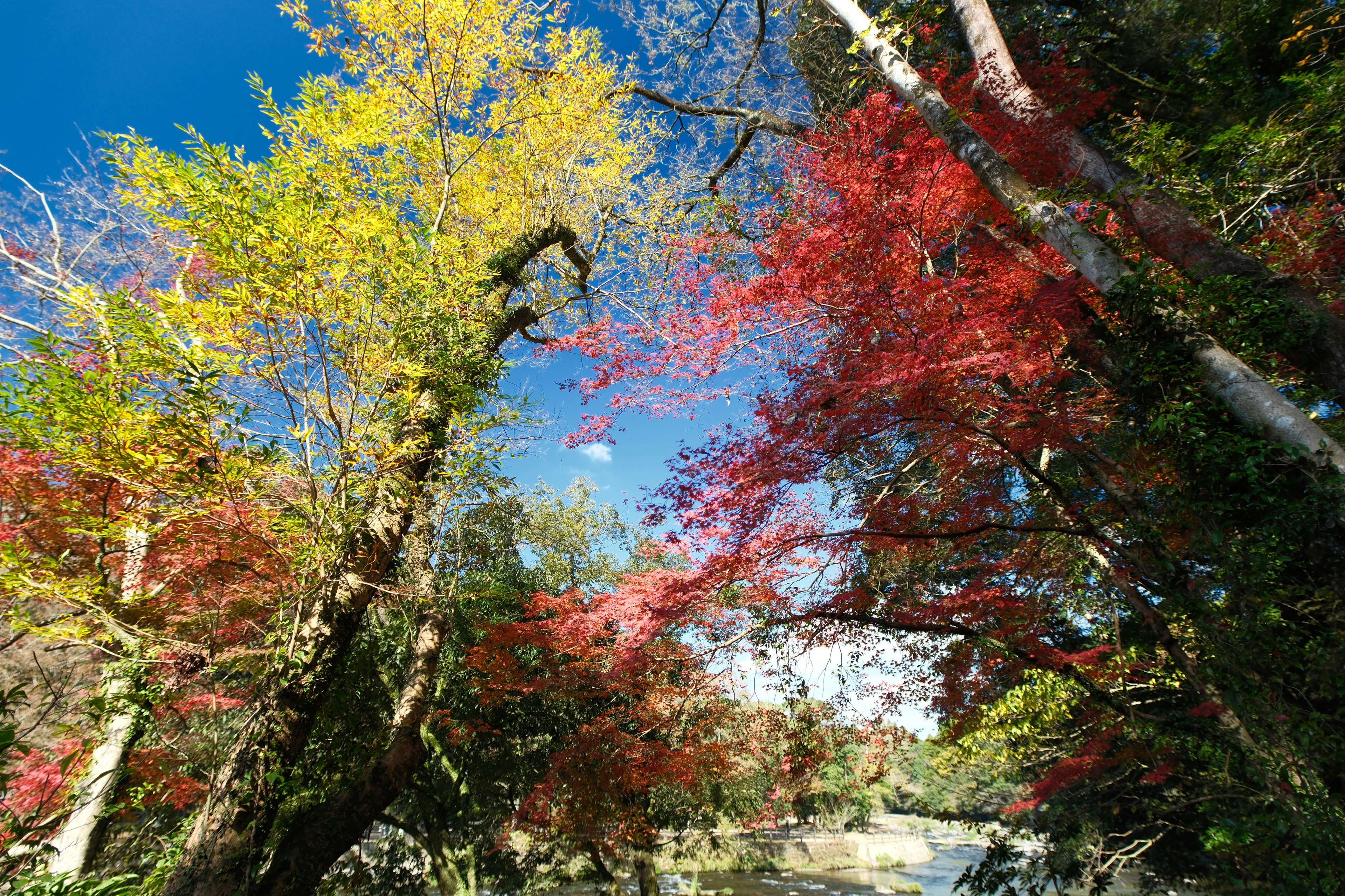 紅葉が彩る関之尾滝周辺の渓谷の木々