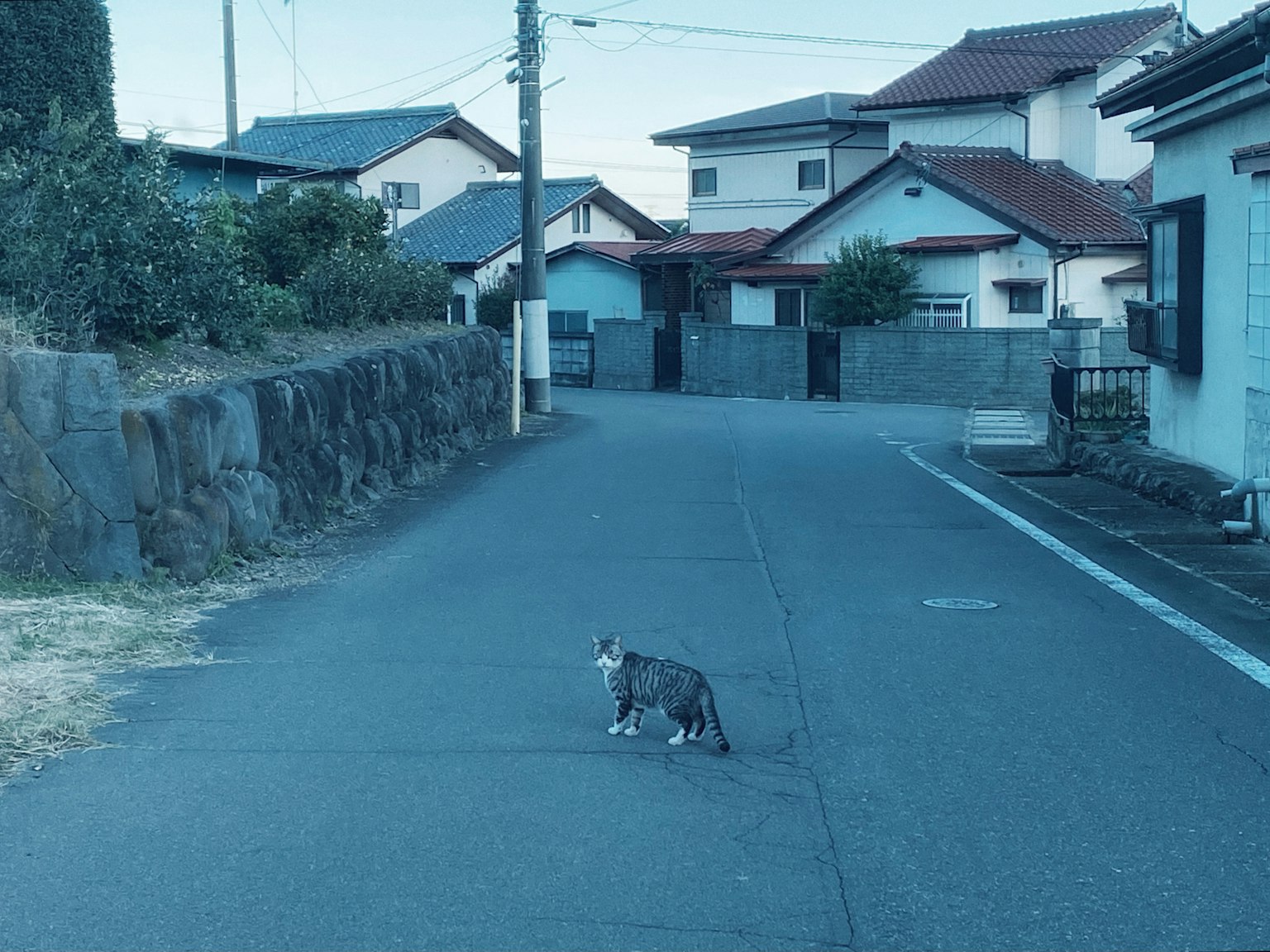 Un gato en una calle residencial de tonos azules