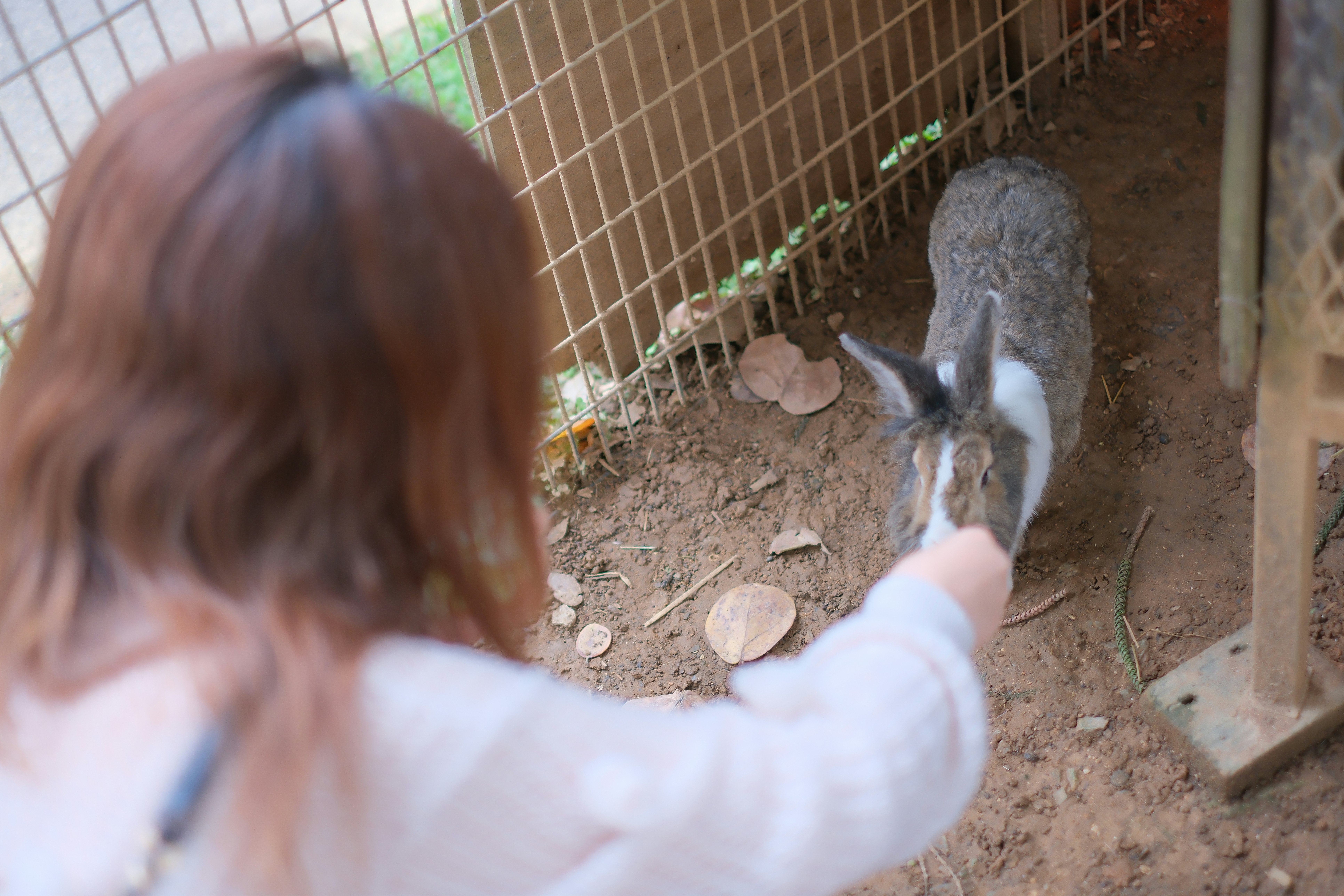 子どもが小動物のいる屋外ケージ前で手を差し出す動物ふれあいの場