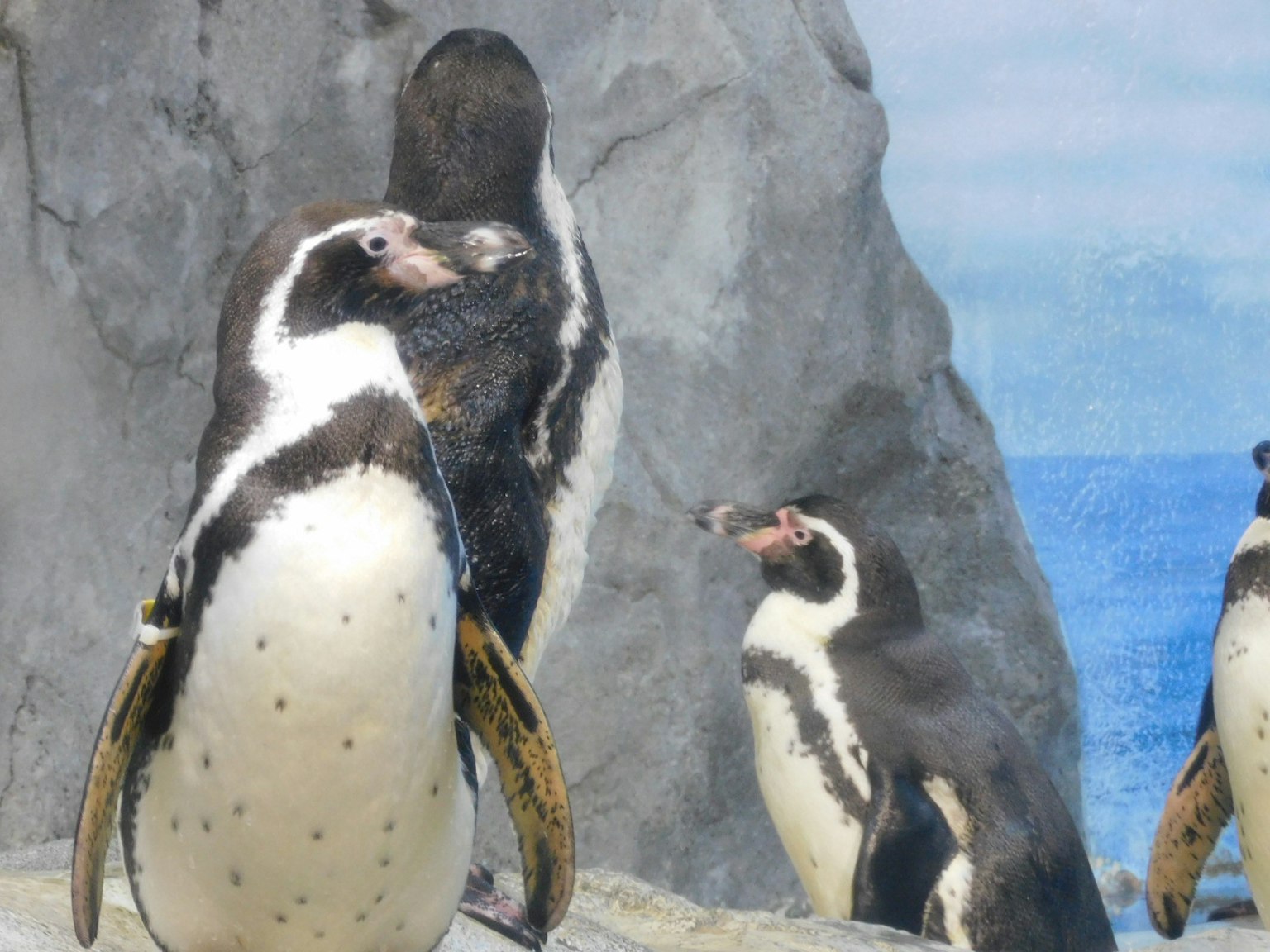 Pinguine stehen nahe Felsen mit einem blauen Ozeanhintergrund